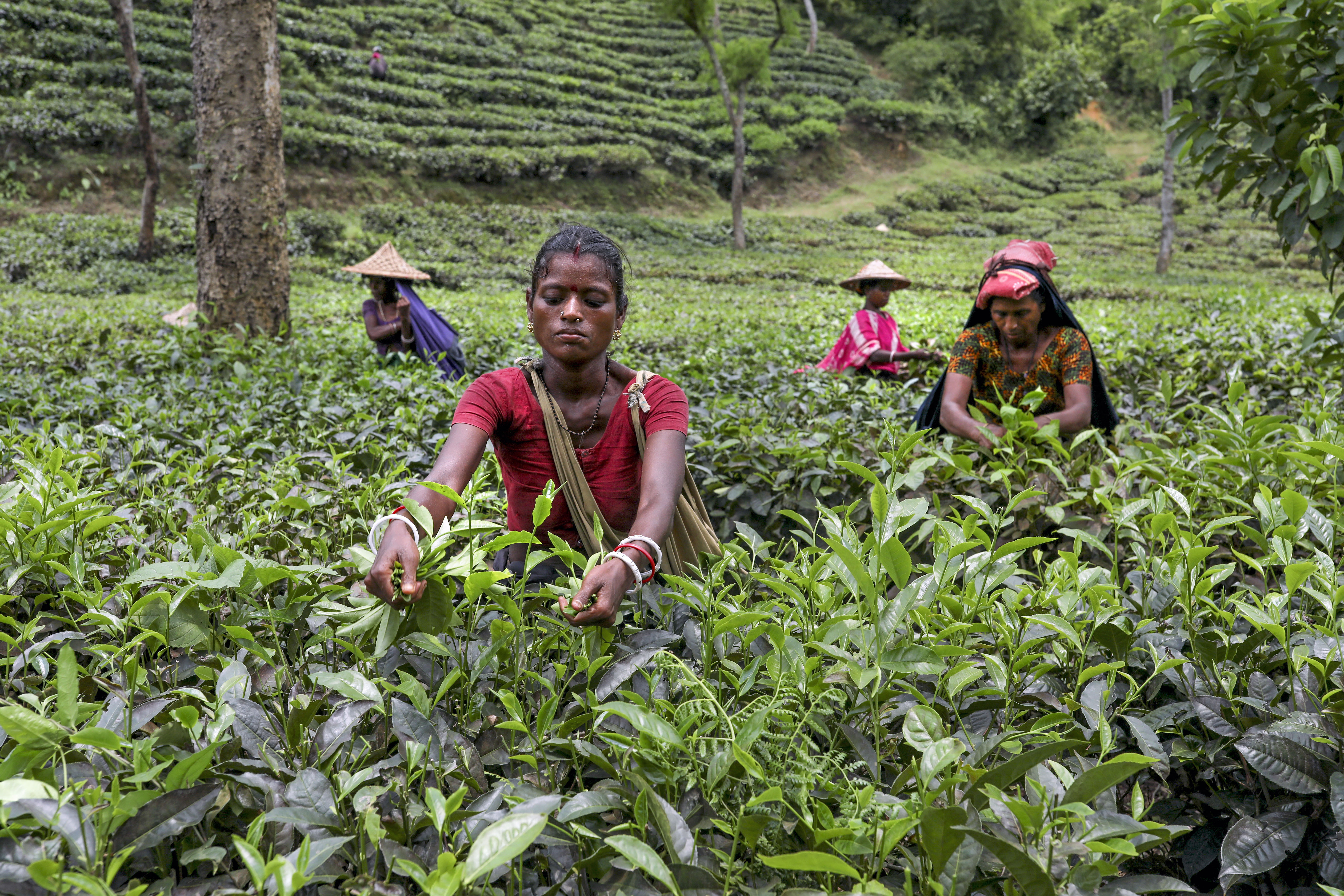 Tealevelet szedő nők Bangladesben. A Sylhet környéki teaültetvényeken 300 000 embert dolgoztatnak, többségében nőket, akik rabszolgaként tengetik életüket.