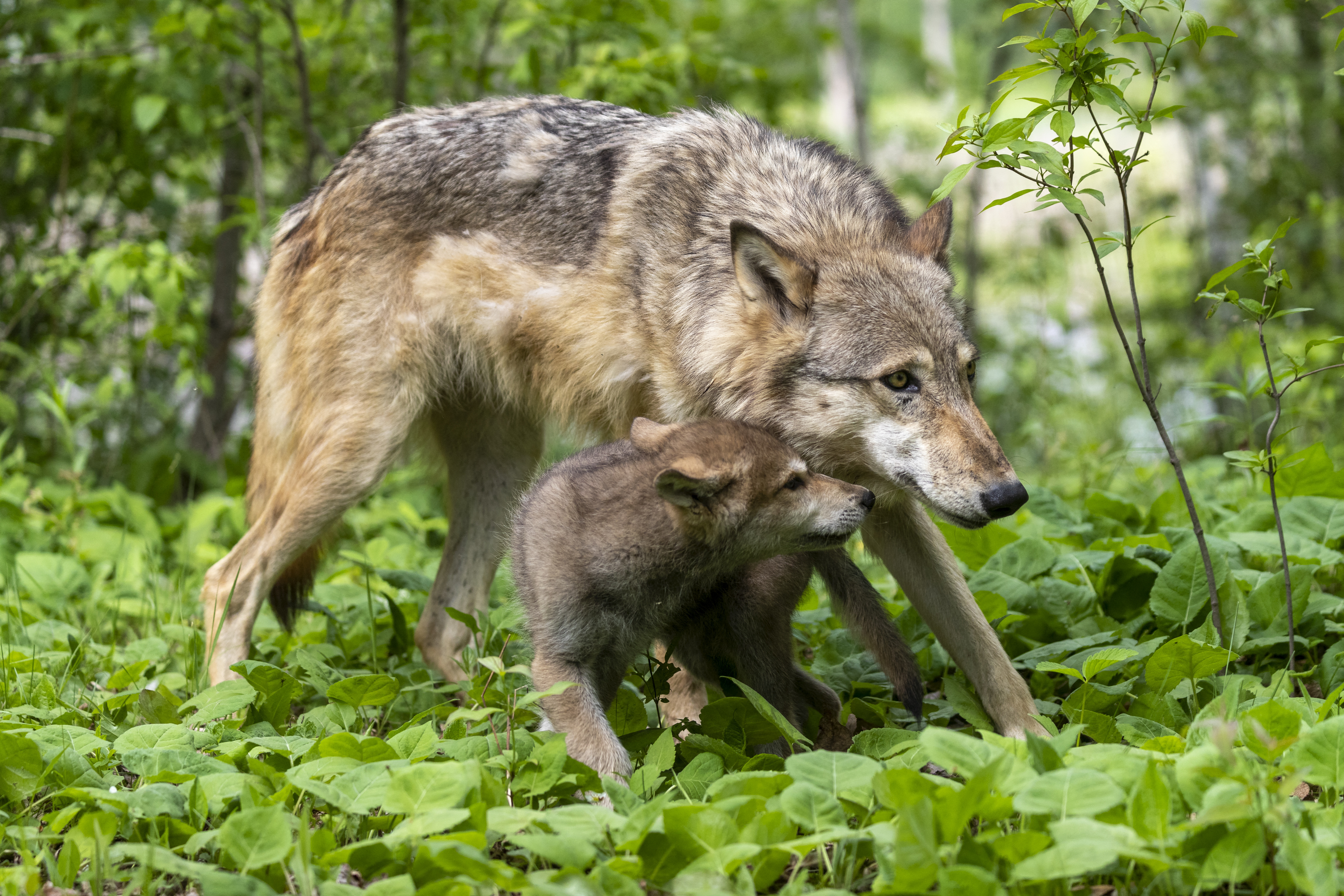 Egyetlen vadászszezon alatt irtották ki a wisconsini szürke farkasok egyharmadát, miután megszűnt a védettségük