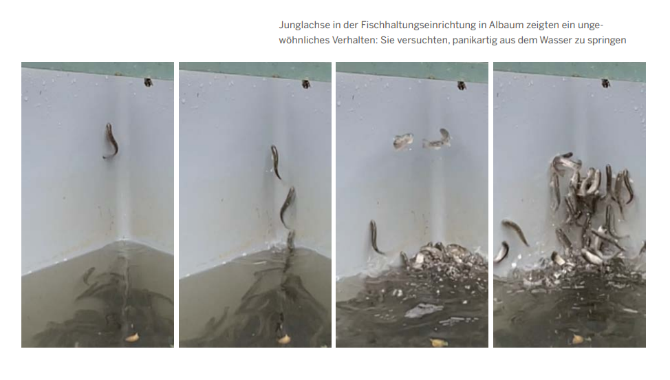 A kokaintól őrülhettek meg a vadul ugráló lazacok egy német halgazdaságban