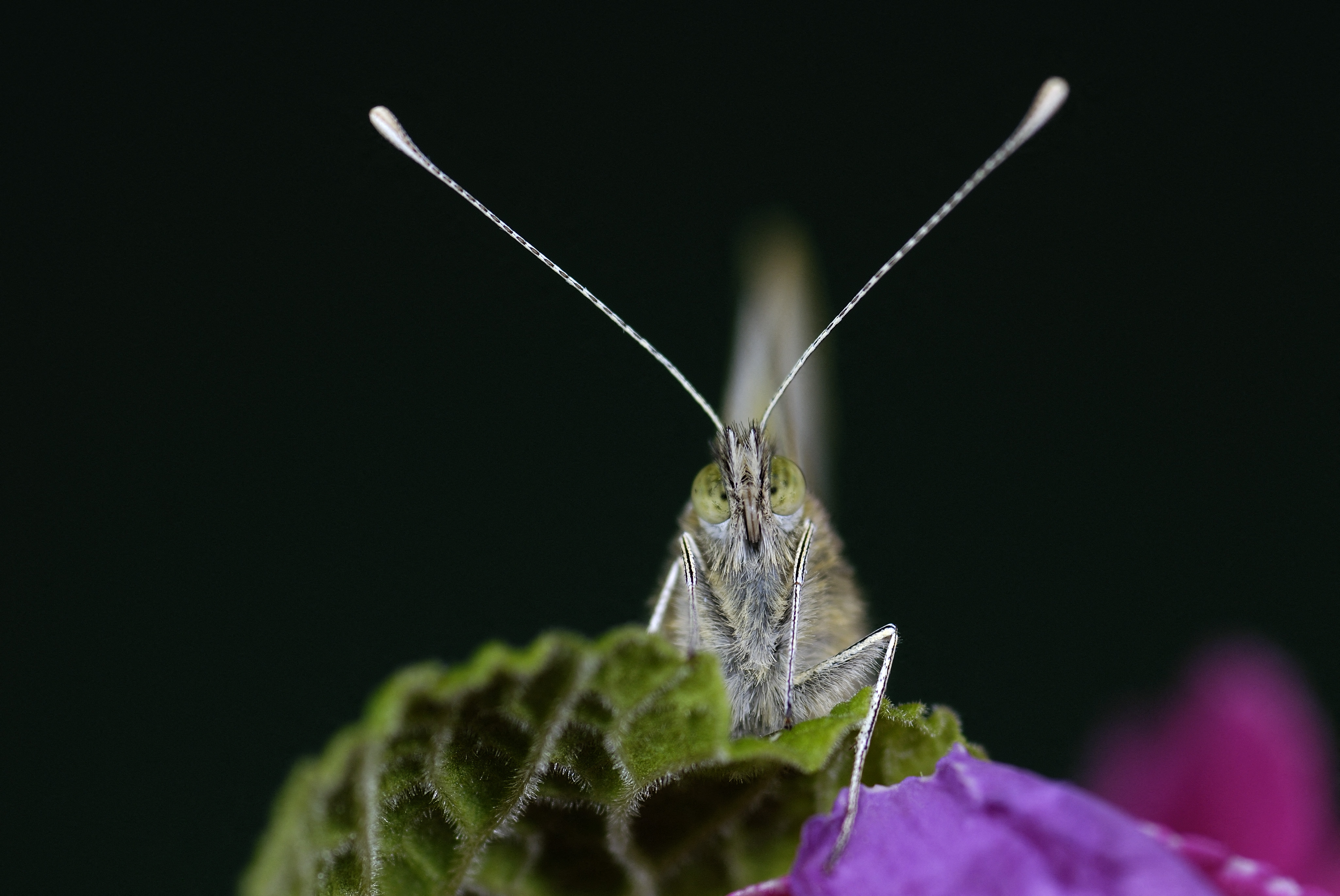 A rovarok csodafegyverét vetik be magyar kutatók, hogy tetemes károktól óvják meg a mezőgazdaságot