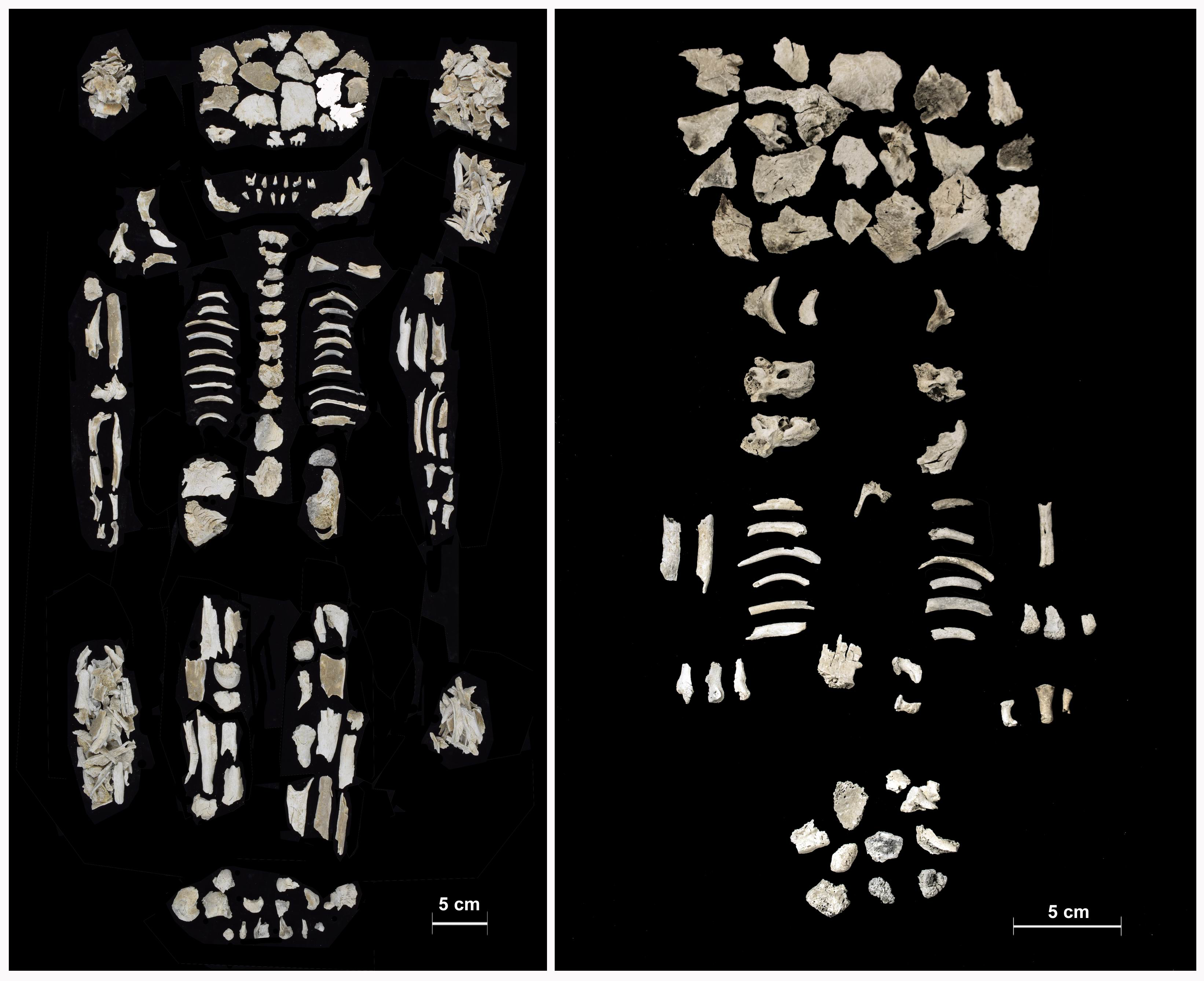 Magzataival együtt találták meg egy ikrekkel terhes bronzkori nő maradványait a Csepel-szigeten