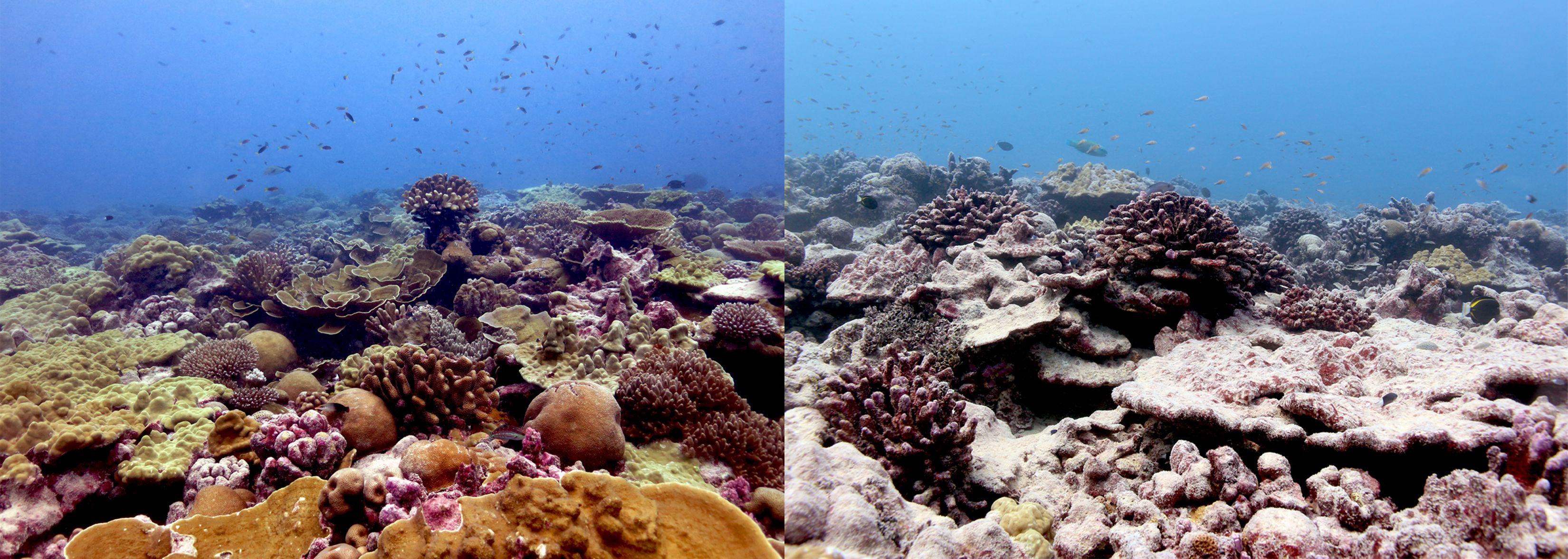 Korallzátonyok kifehéredése Kiritimatinál (2015-ös és 2018-as fotók)