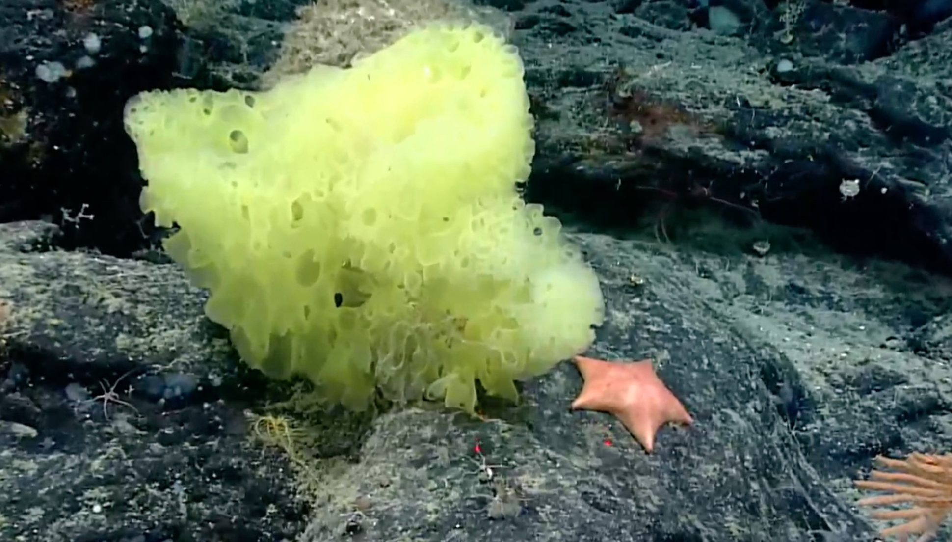 Megtalálták a valódi Spongyabobot az Atlanti-óceánban
