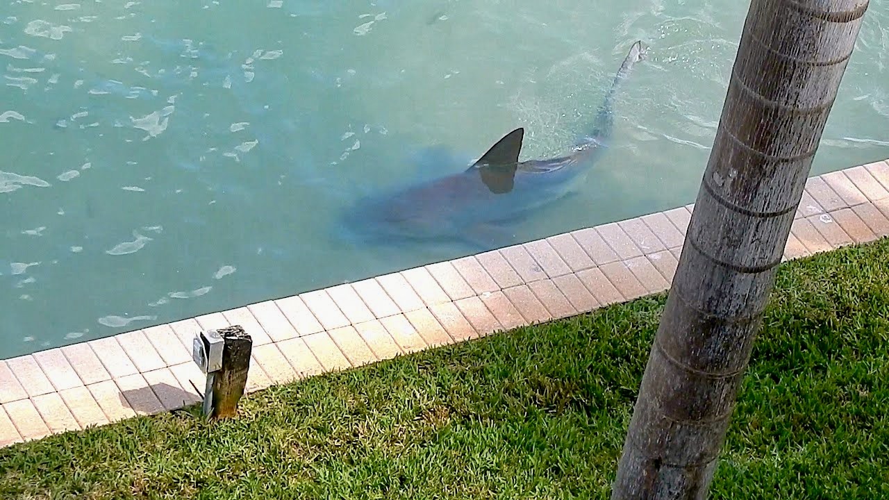 A floridai csatornákba menekültek a cápák a mérgező tengeri algavirágzás elől