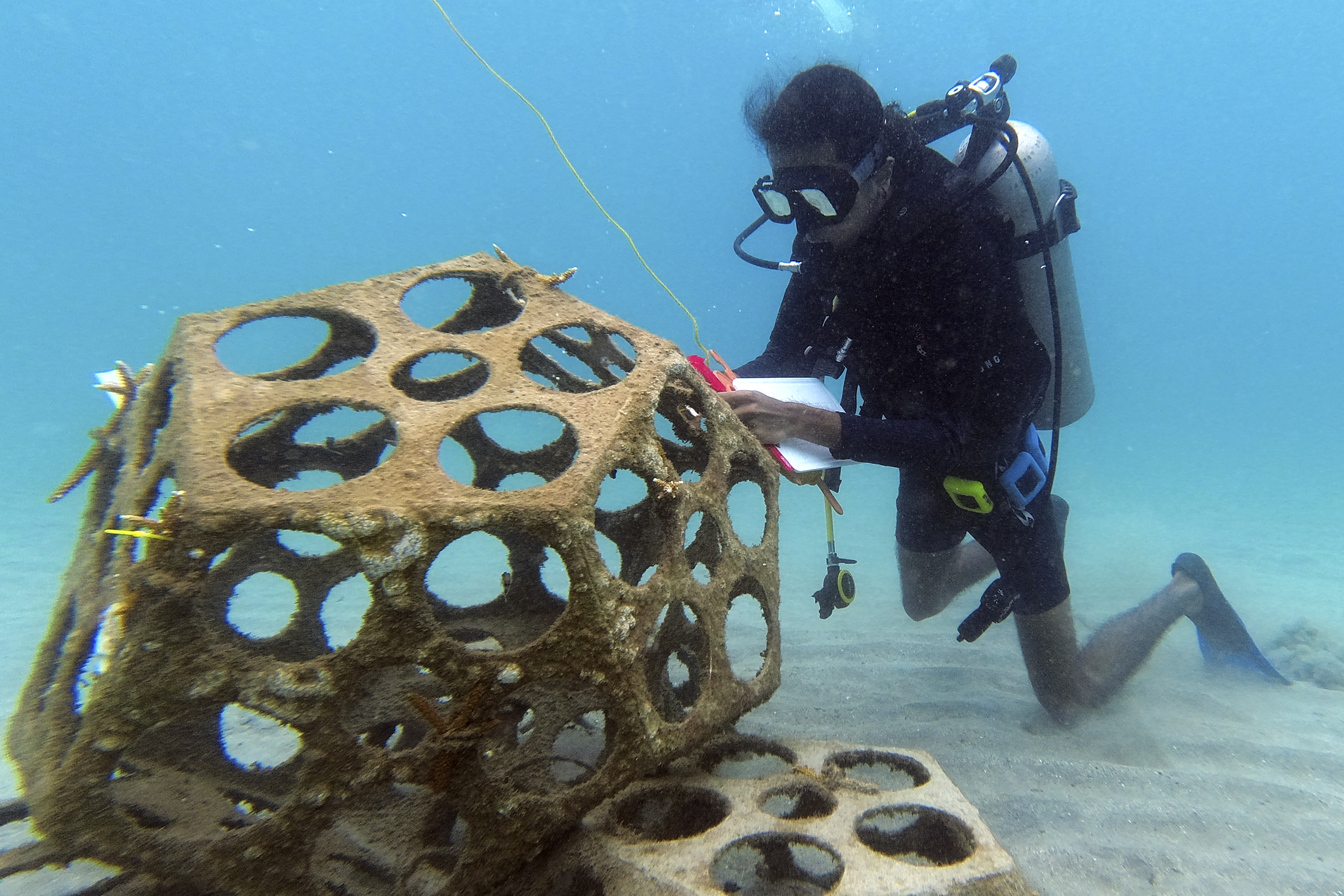 Diego Valladares tengerbiológus egyik tanítványa "korallbölcsődét" vizsgál a panamai tengerpart közelében 2021. április 10-én. A Reef2Reef projekt keretében a diákok kéthetente alámerülnek a tengerbe, hogy megvizsgálják a korallok (Acropora cervicornis) állapotát, és hosszú távon segítsenek visszaállítani a lepusztult korallzátony ökoszisztémáját.