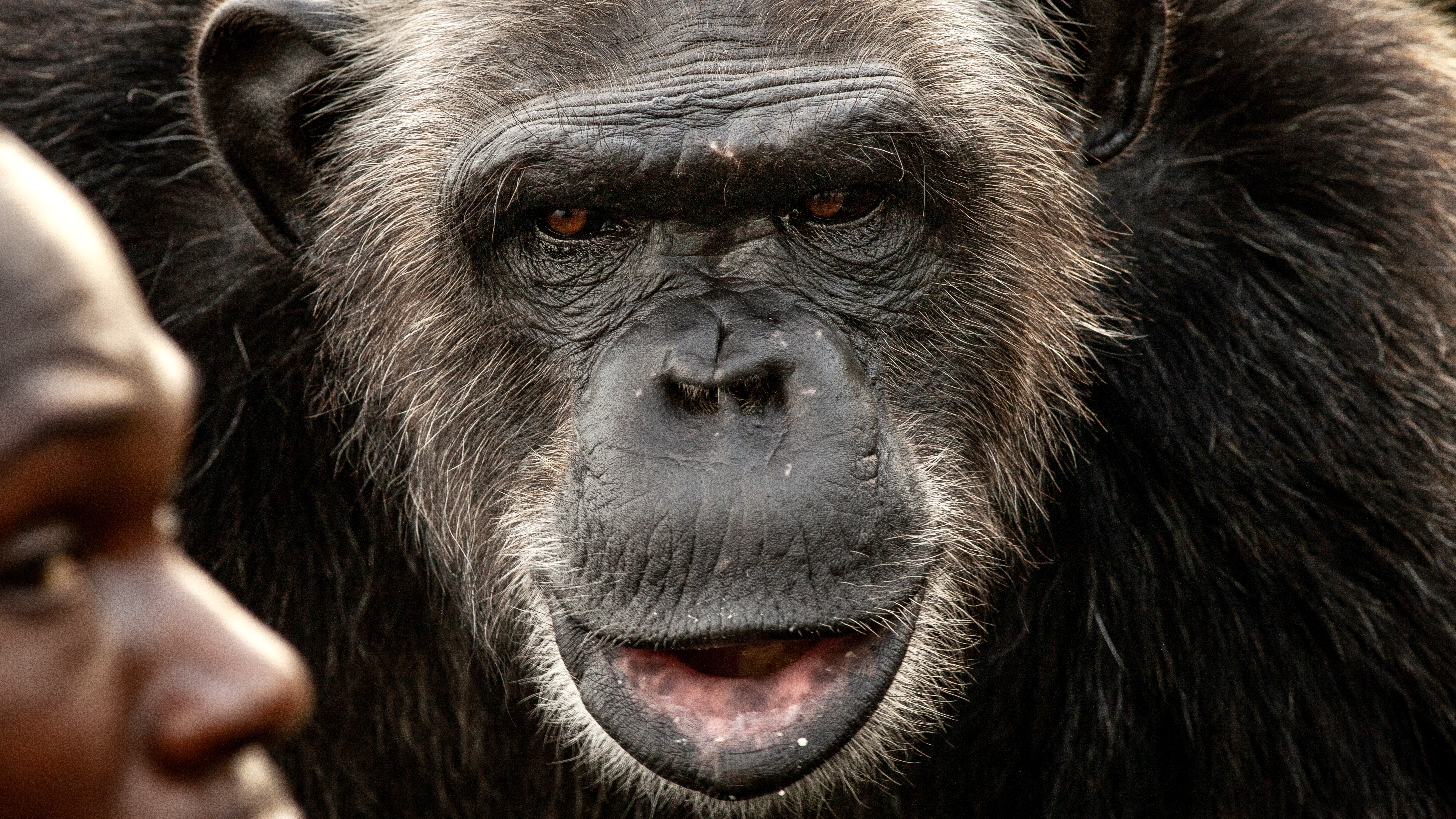 A csimpánzok és a bonobók is ismerik az üdvözlést és az elköszönést