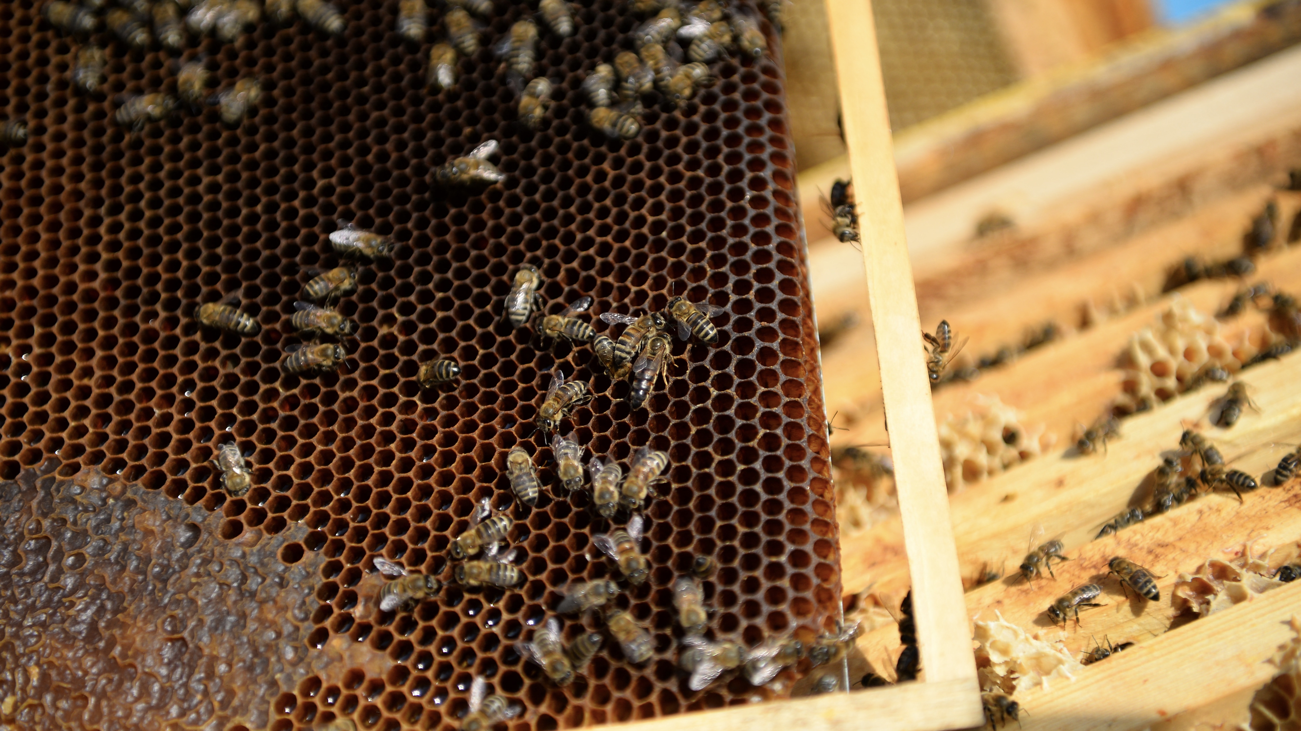 A dühös méhek mérge jóval hatékonyabb, mint a szelídeké