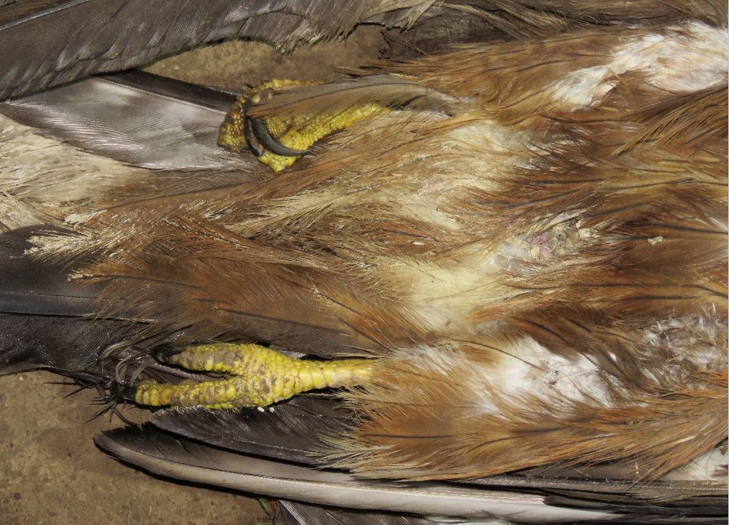 Nem tudja esetleg, hogy ki mészárolta le ezt a negyvenhét madarat?