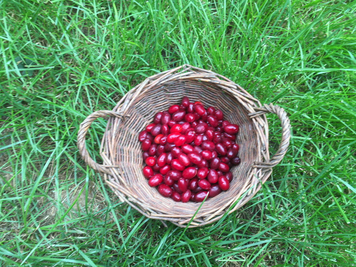 Riadó, érik a som!