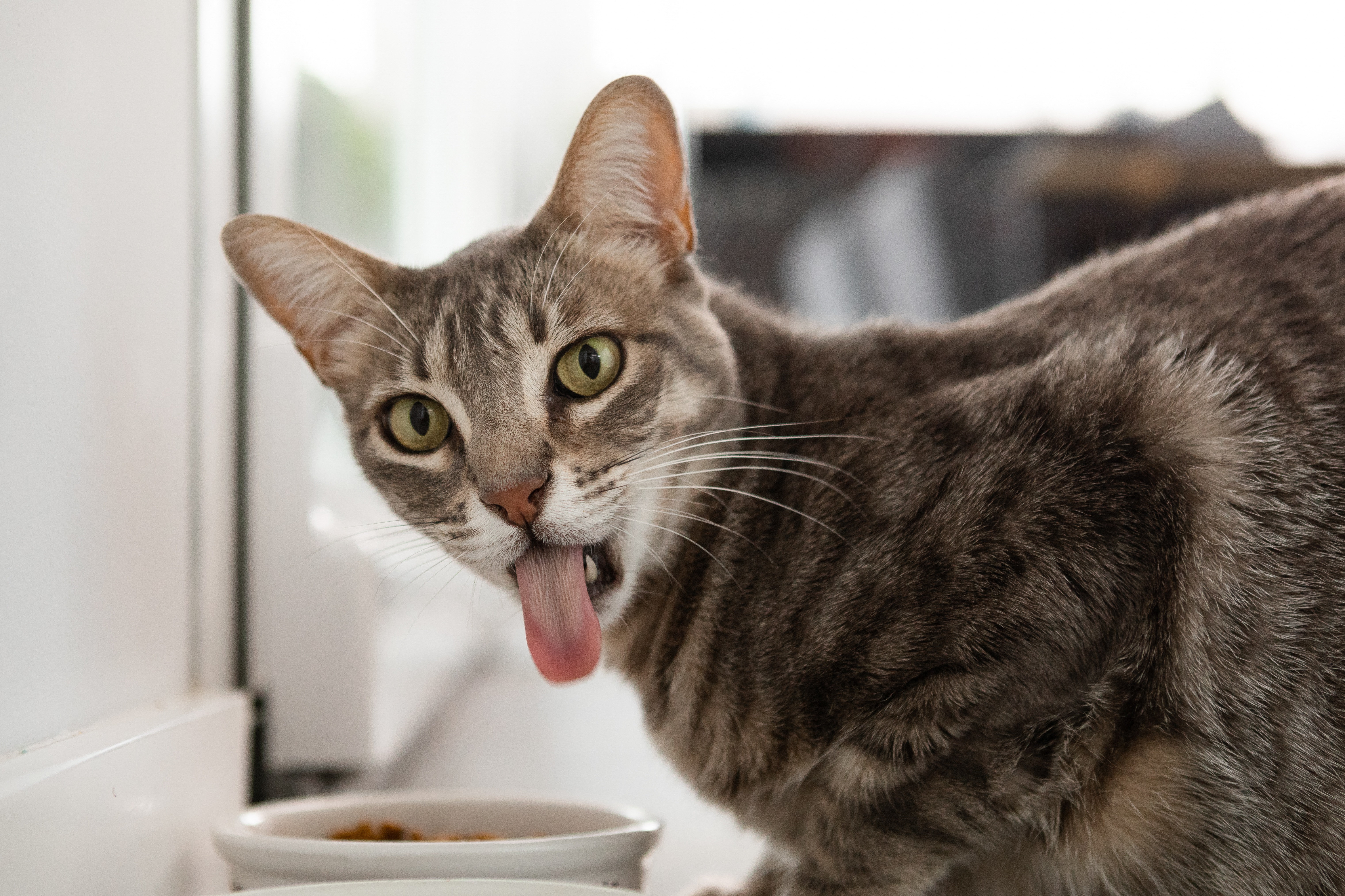 Egy macska 52 napra egy házban rekedt, úgy élte túl, hogy tapétát evett