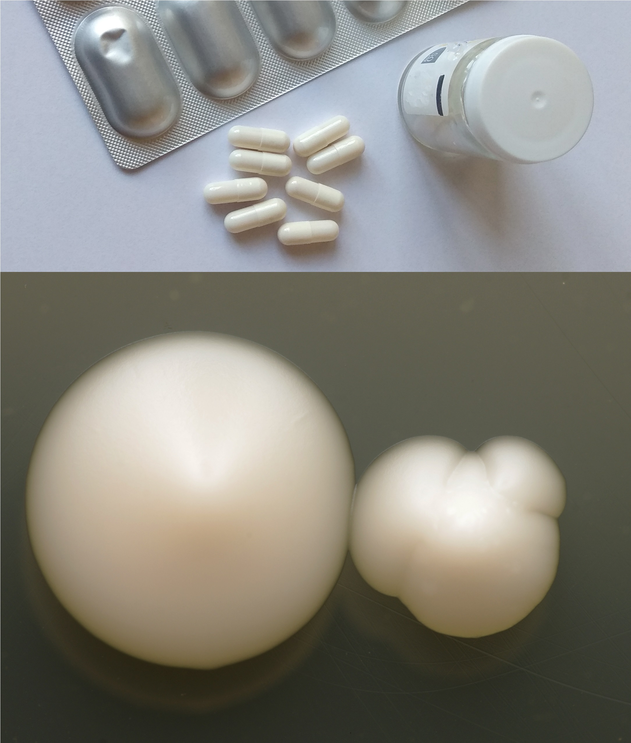 Saccharomyces boulardii termékek, illetve telepek Petri-csészén