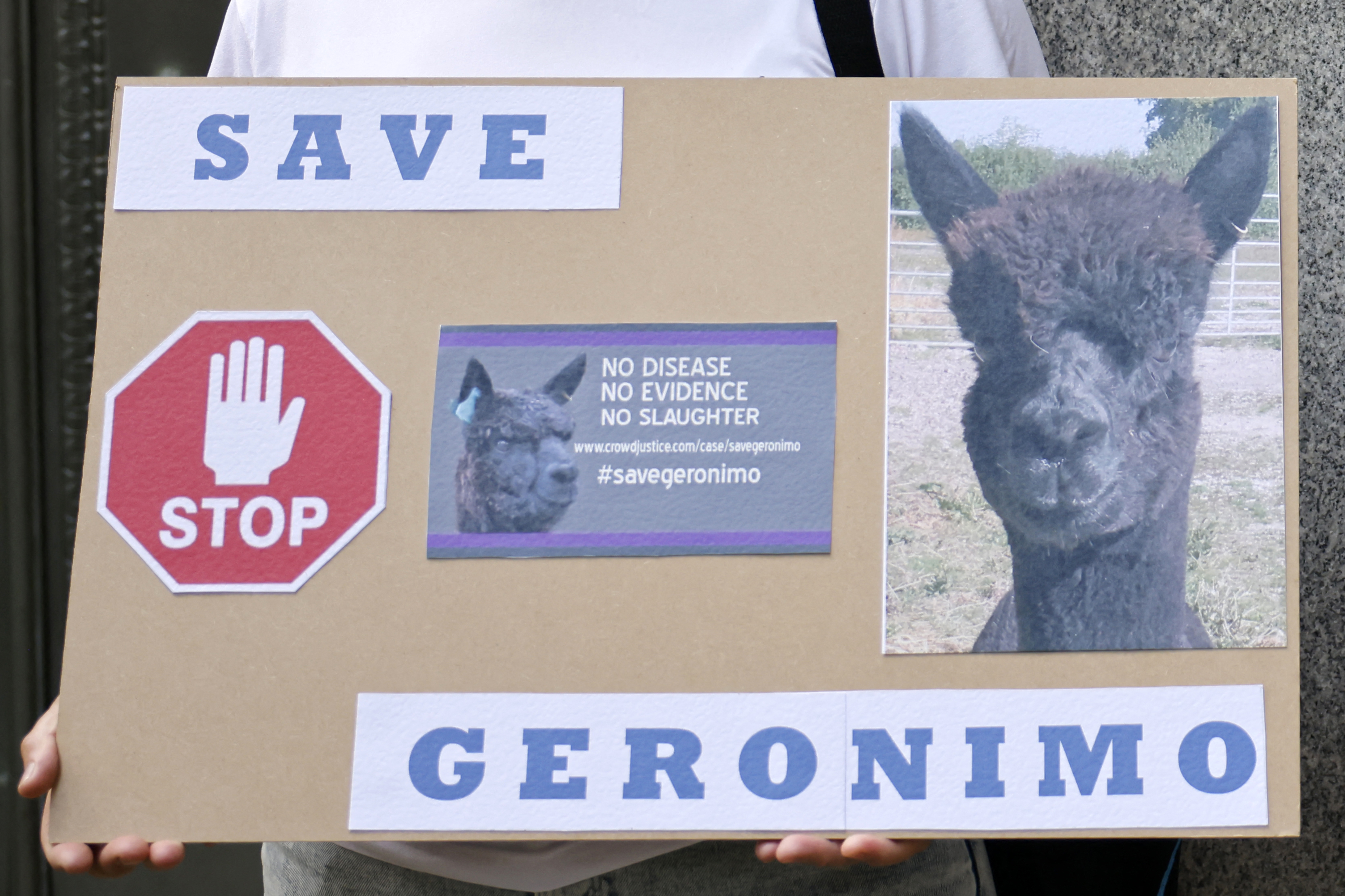 Hiába tiltakoztak, elaltatták Geronimót, a betegnek minősített alpakát Angliában