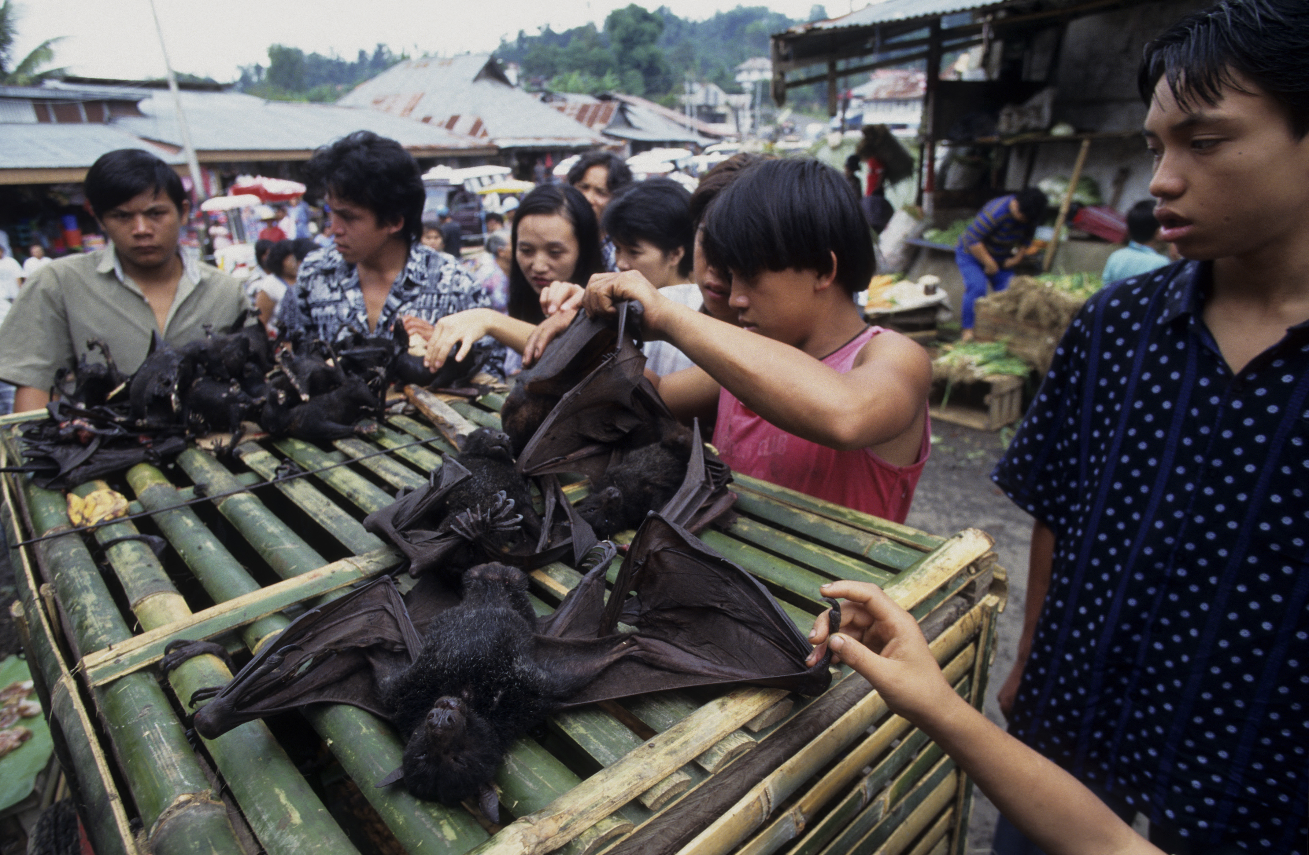 Repülőkutyák egy indonéziai húspiacon