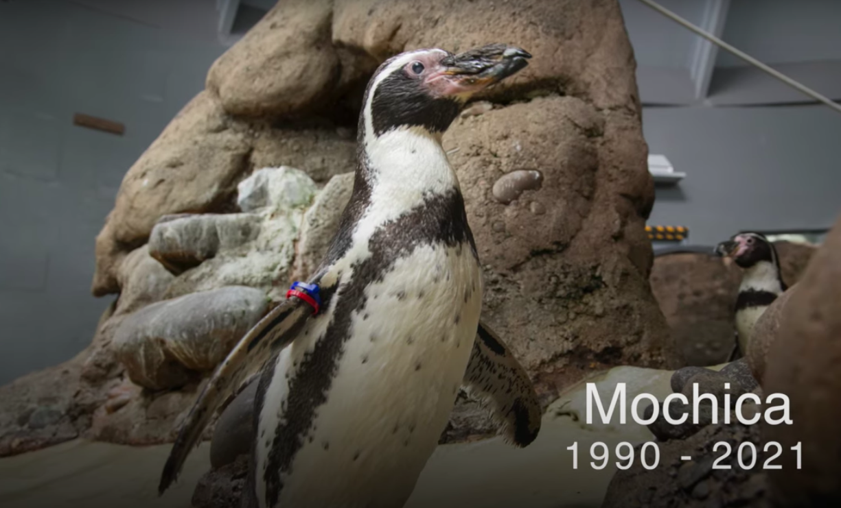 31 éves korában meghalt Mochica, a világ egyik legöregebb pingvinje