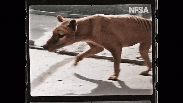Színes videón látható az 1936-ban kihalt tasmán tigrisek utolsó egyede