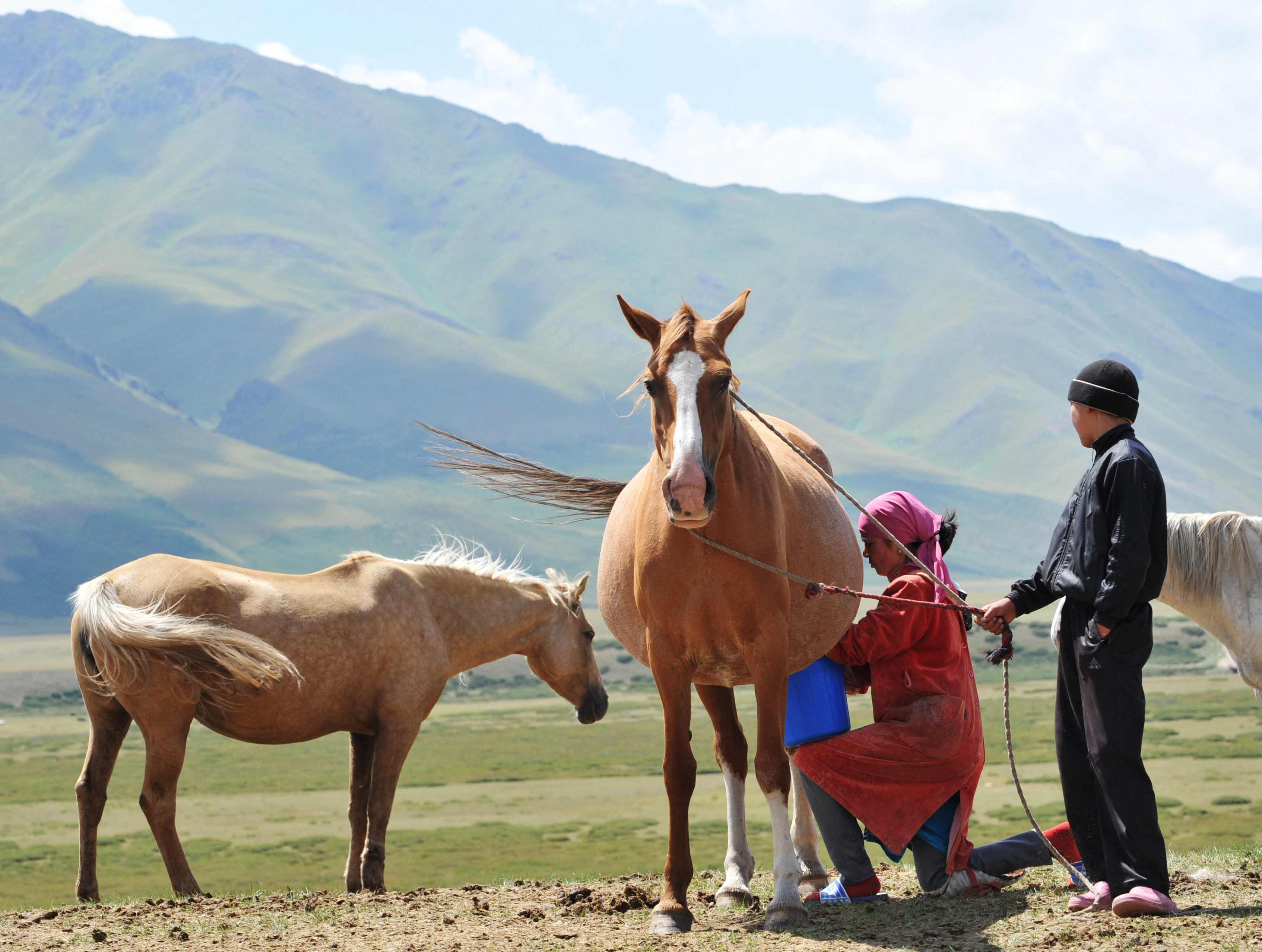 Lovat fejő kirgiz pásztorok 2012-ben