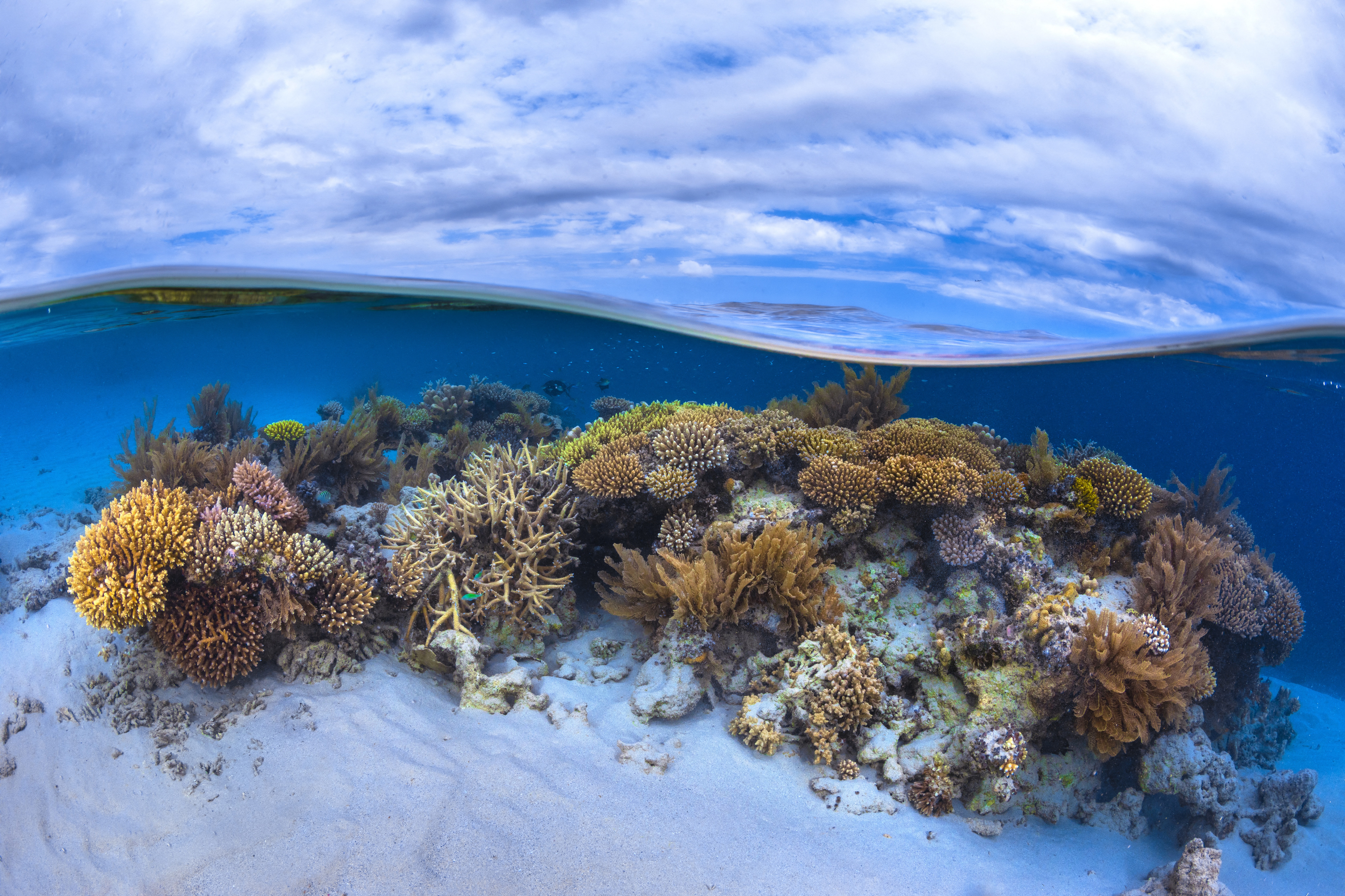 Koralltársulás az Indiai-óceánban