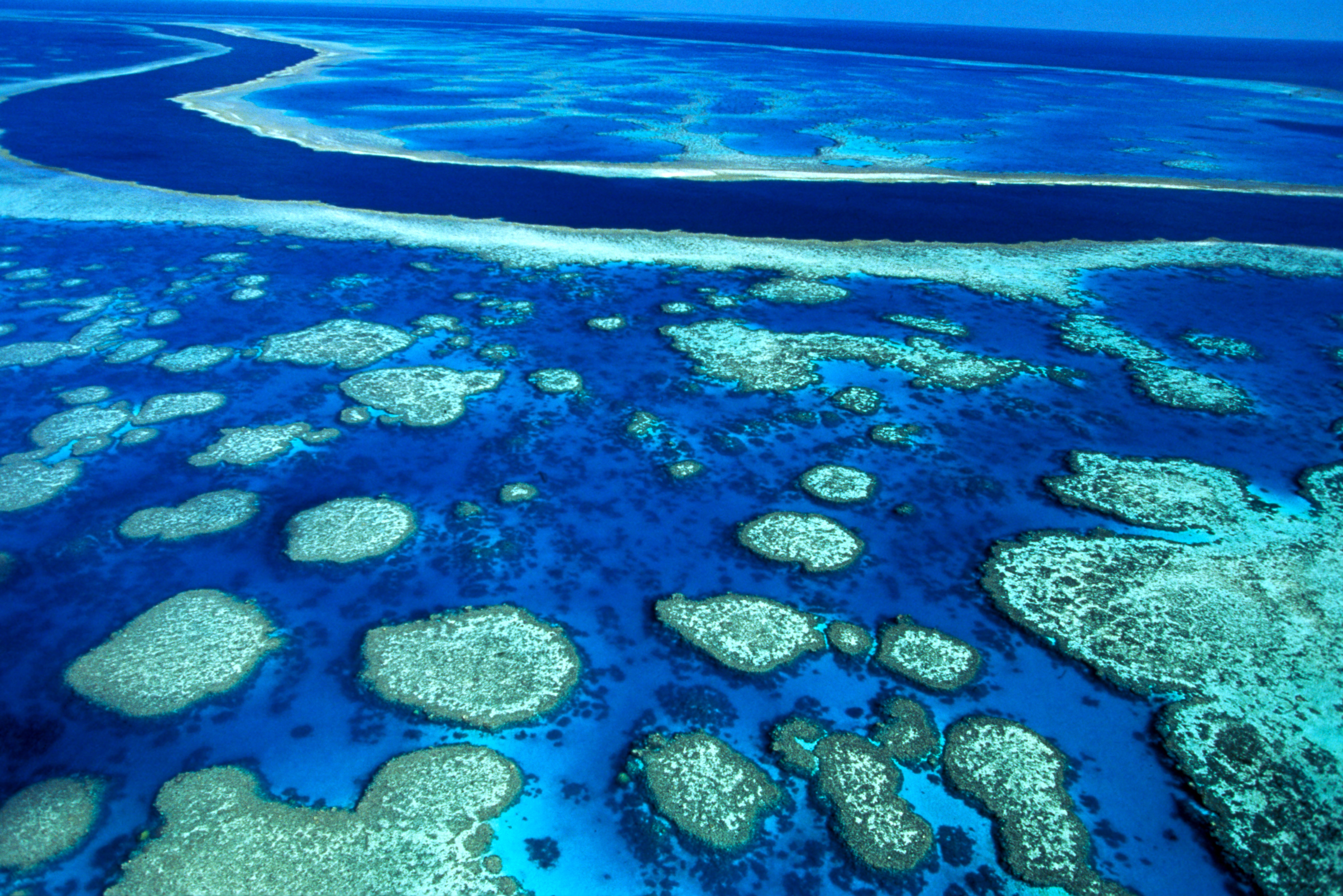 Egy évtized alatt a világ koralljainak 14 százaléka pusztult el