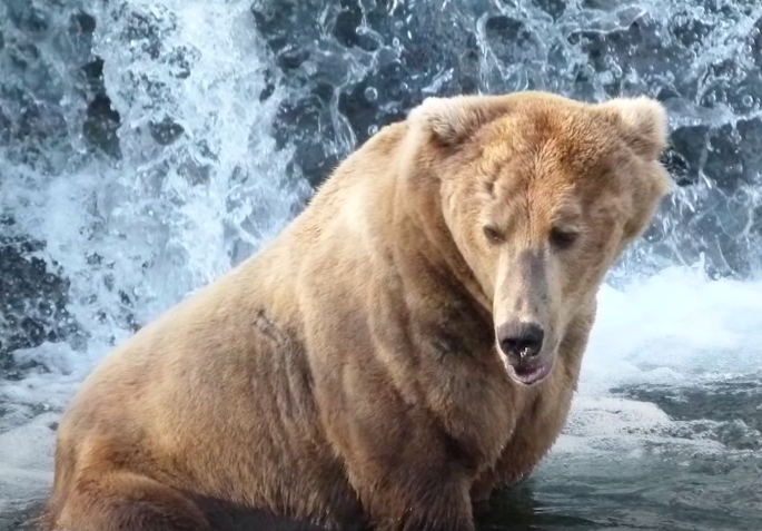 Otis lett Alaszka legkövérebb medvéje