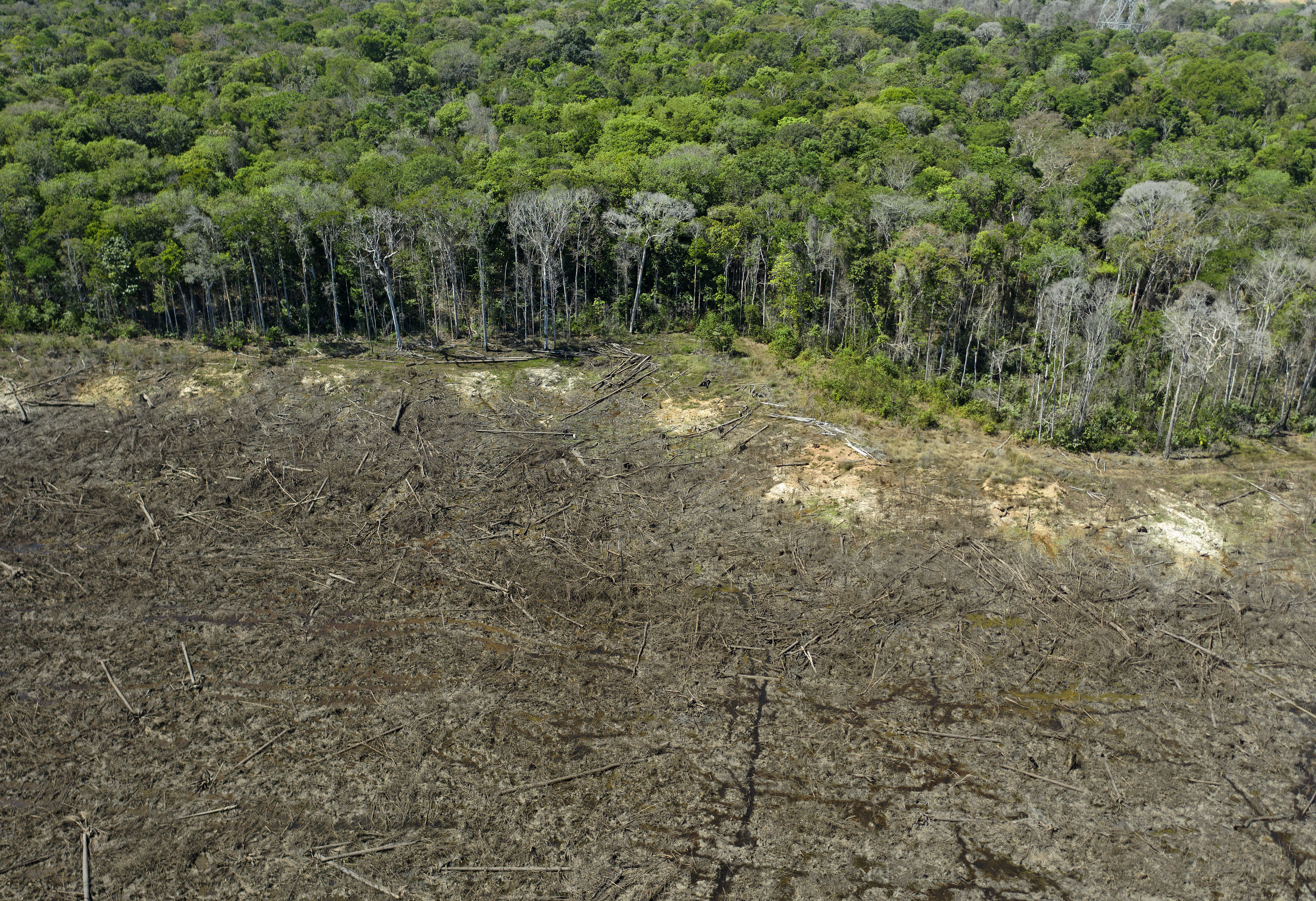 Az EU betiltaná az erdőirtást fokozó termékek importját