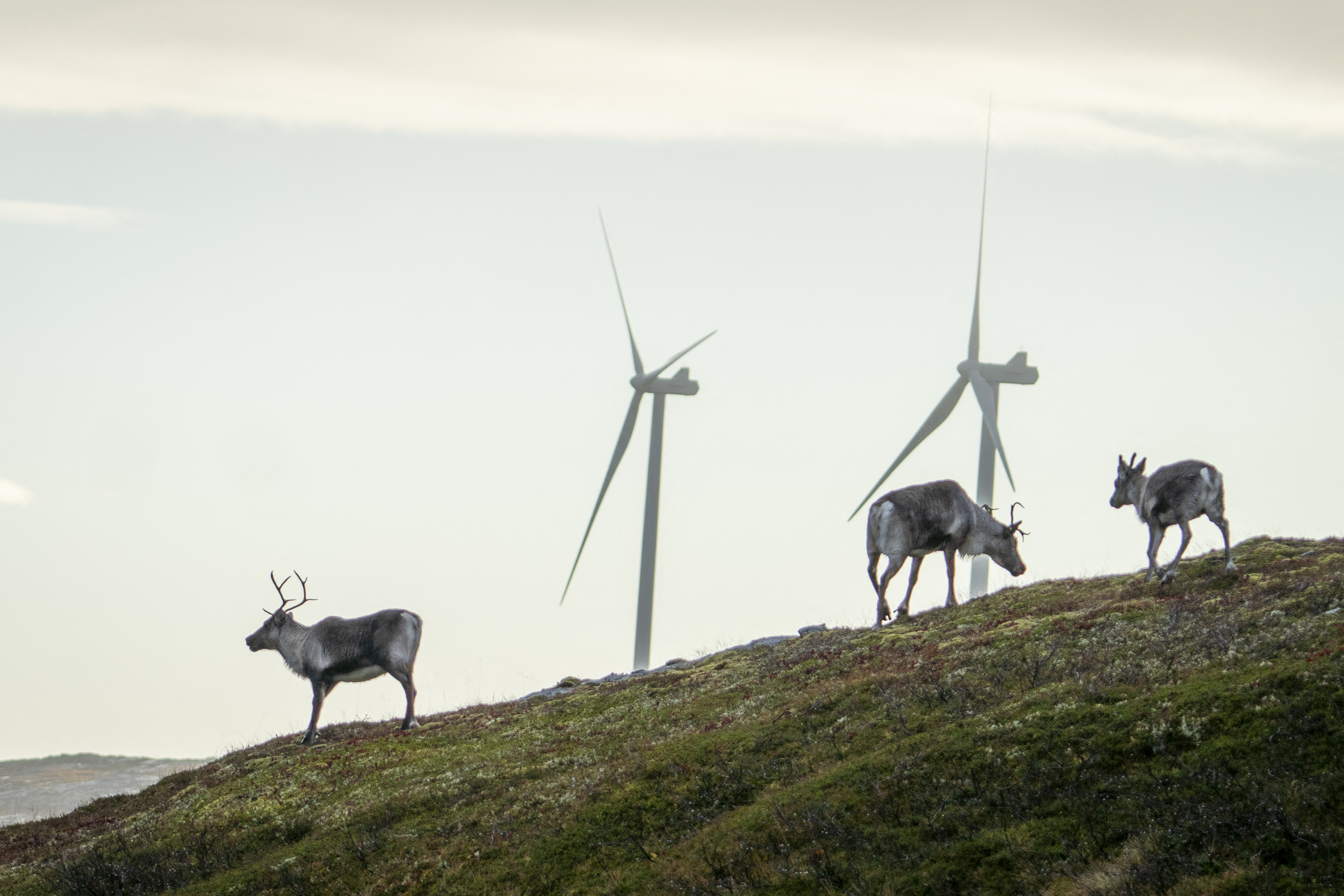 Az őslakos rénszarvastenyésztők pert nyertek két szélparkkal szemben Norvégiában