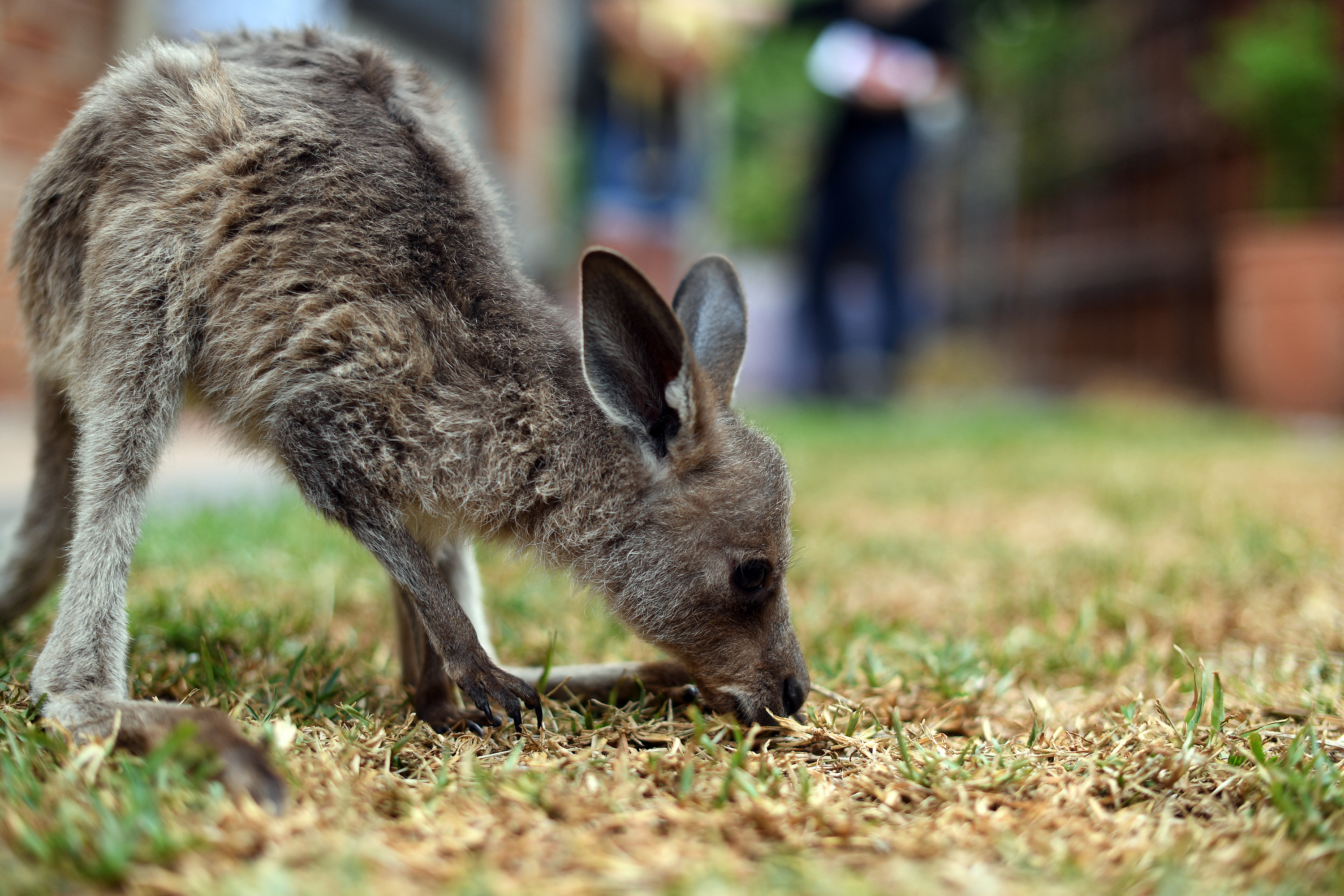 14 kenguru lemészárlásával gyanúsítanak két ausztrál kamaszt