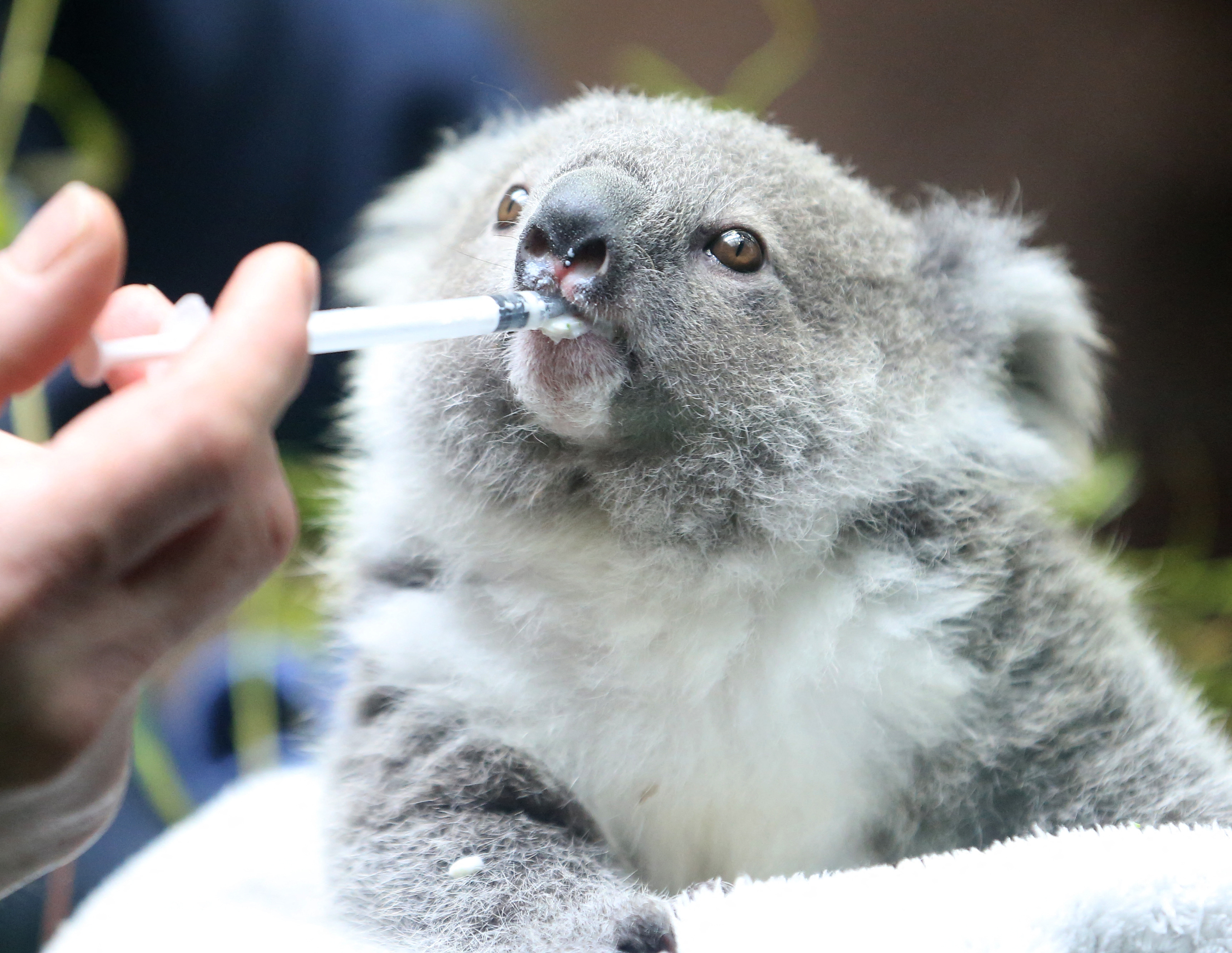 Klamídia ellen oltják a koalákat Ausztráliában