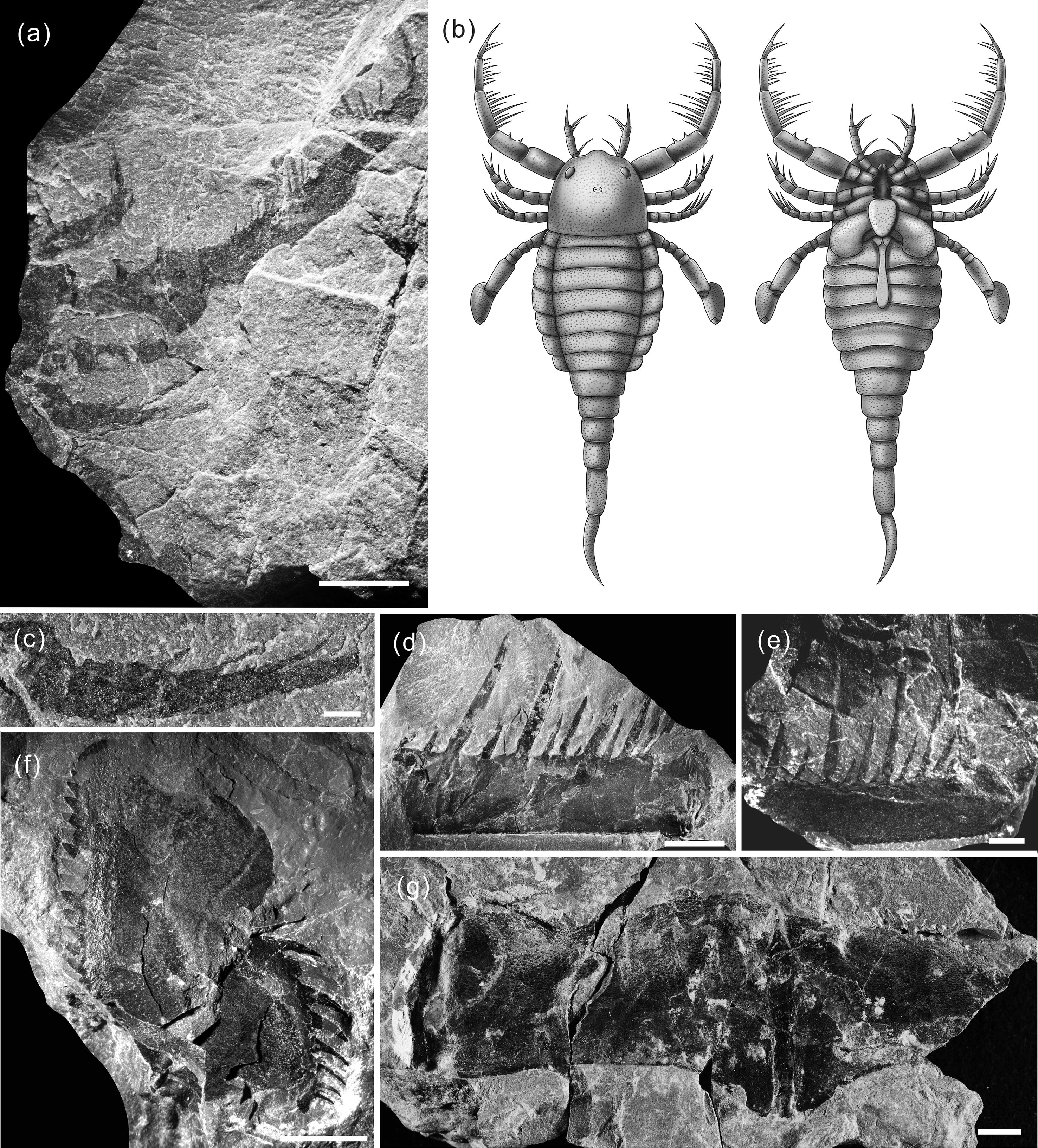 Около 300 млн лет назад какой период. Ракоскорпион Палеозойская Эра. Ракоскорпионы протерозоя. Ракоскорпион Ордовик. Ордовикский период ракоскорпион.