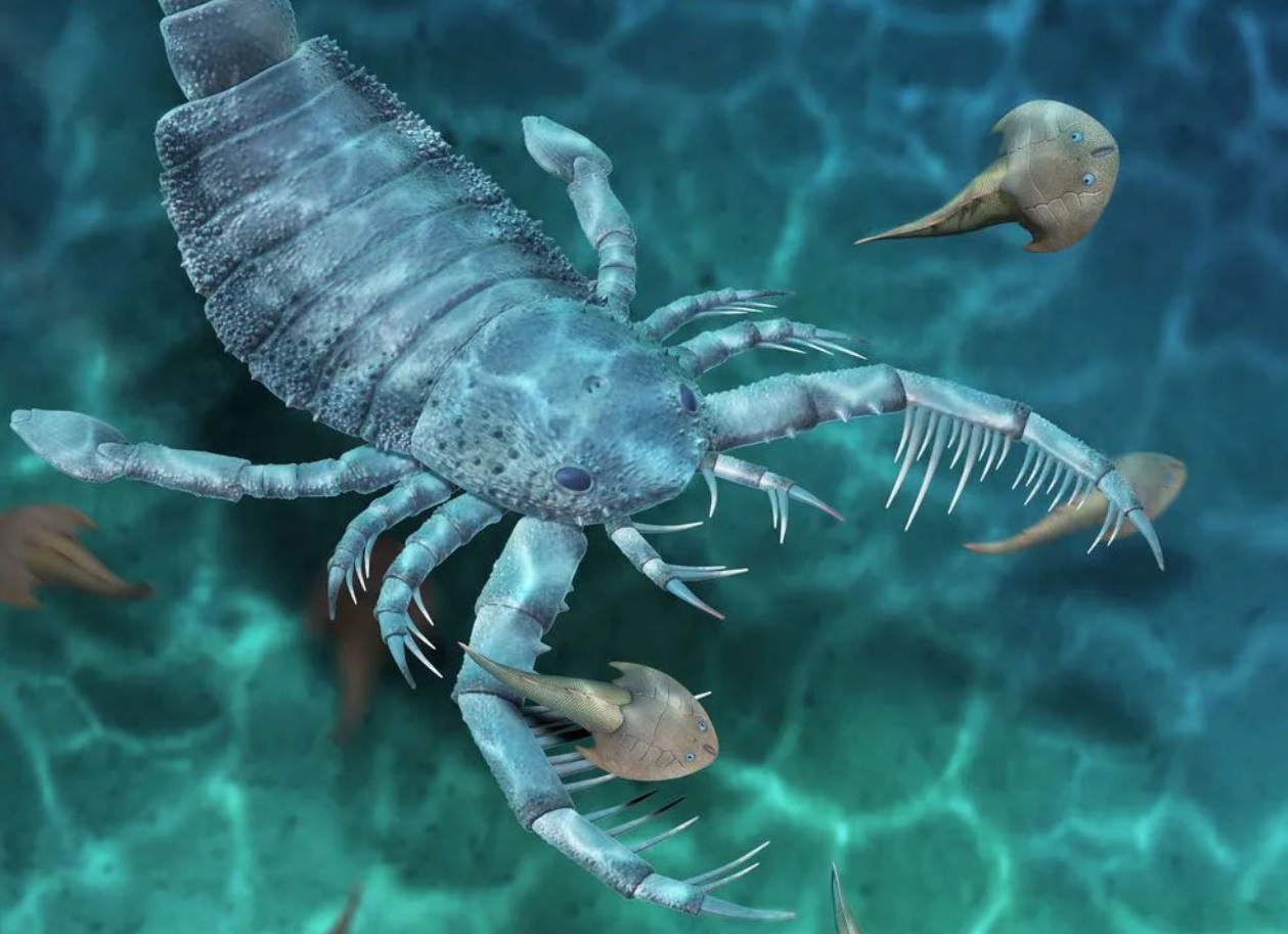1 méternél is nagyobbra nőhetett a 435 millió éve élt tengeri skorpió