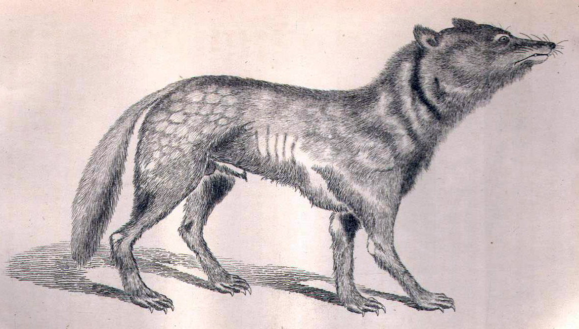 A már kihalt japán farkas lehet a mai kutyák legközelebbi rokona