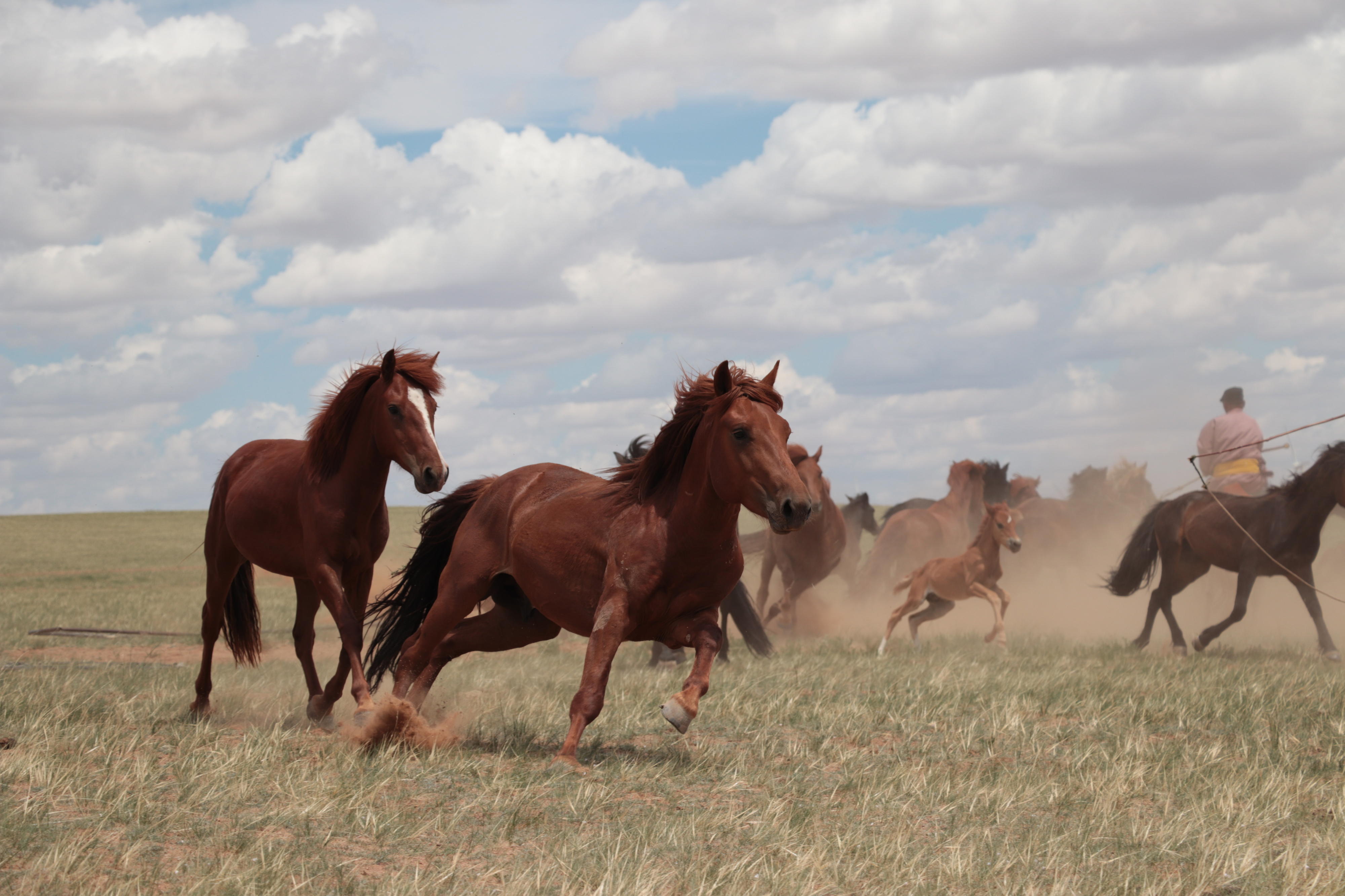 Modern házi lovak a mongóliai sztyeppén. Őseik lényegesen nyugatabbról, a nyugat-eurázsiai sztyeppéről származnak.