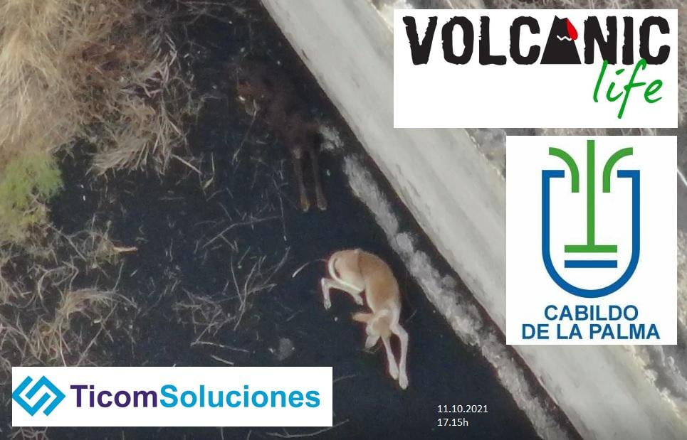 Drónnal próbálják kimenteni a kutyákat, akiket csapdába ejtett a láva La Palma szigetén