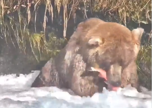 Alaszka legkövérebb medvéje nem tudja abbahagyni a hízást