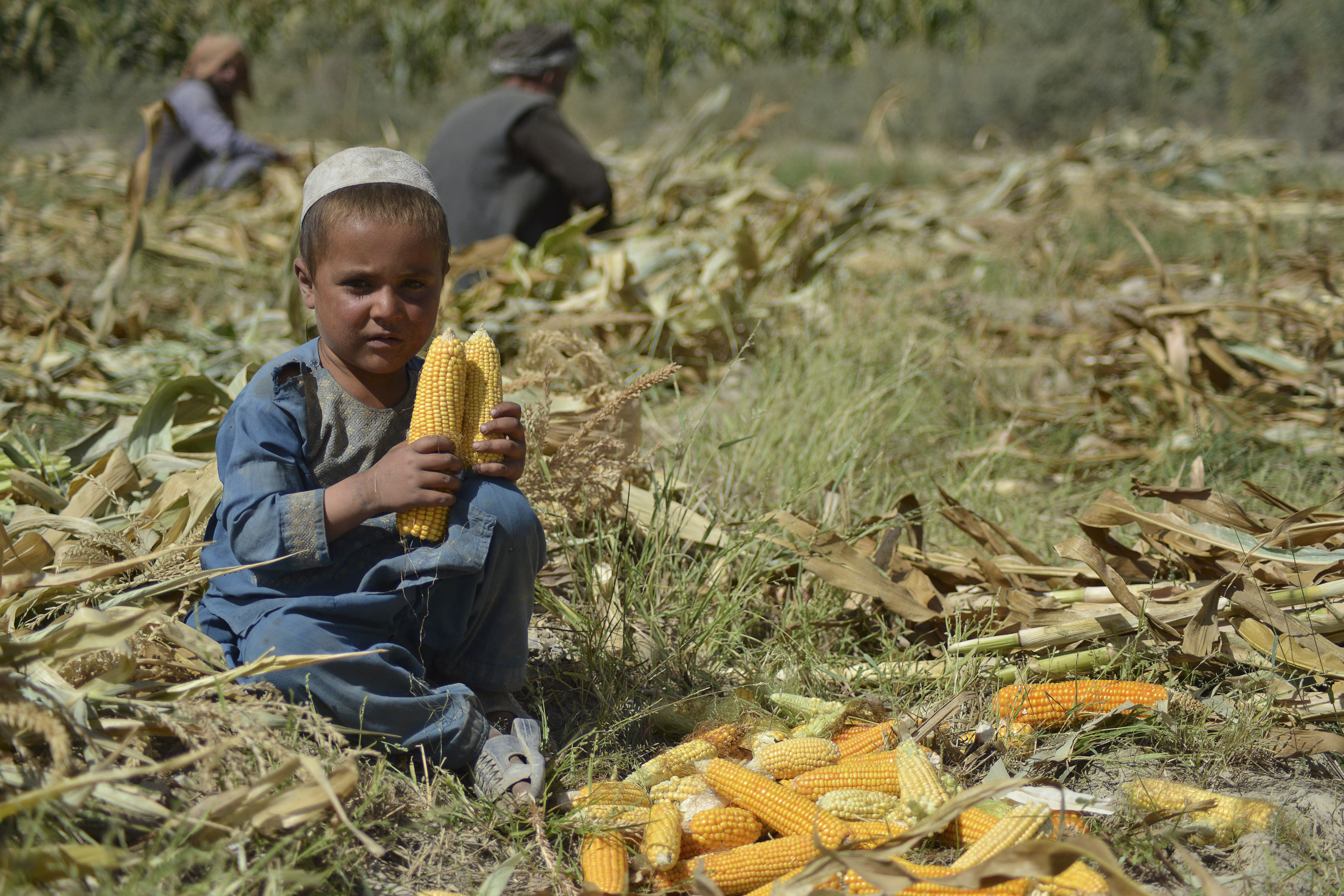 Éhínség fenyeget Afganisztánban