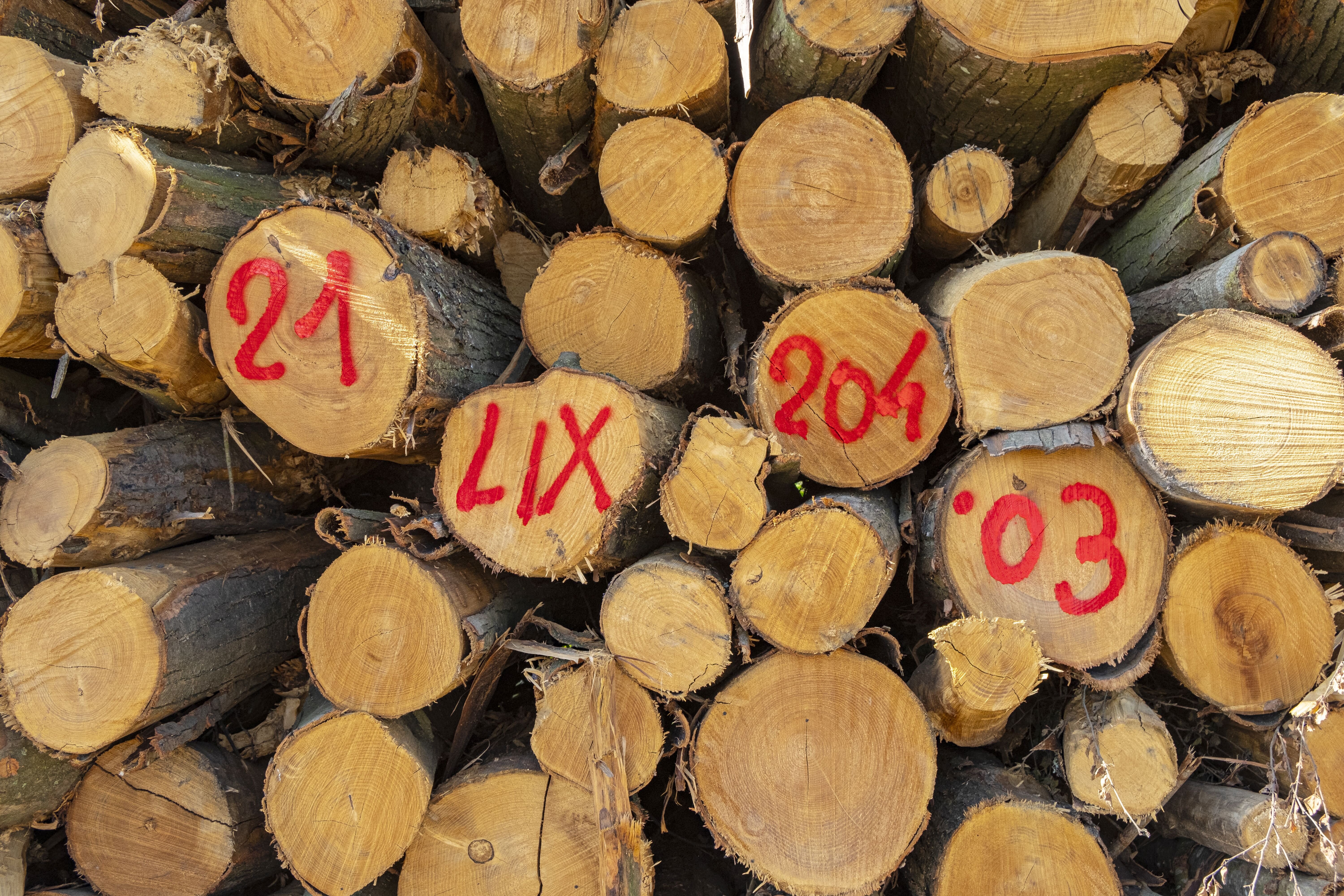 Vizsgálatot indít a Gazdasági Versenyhivatal, hogy miért olyan  drága a fa