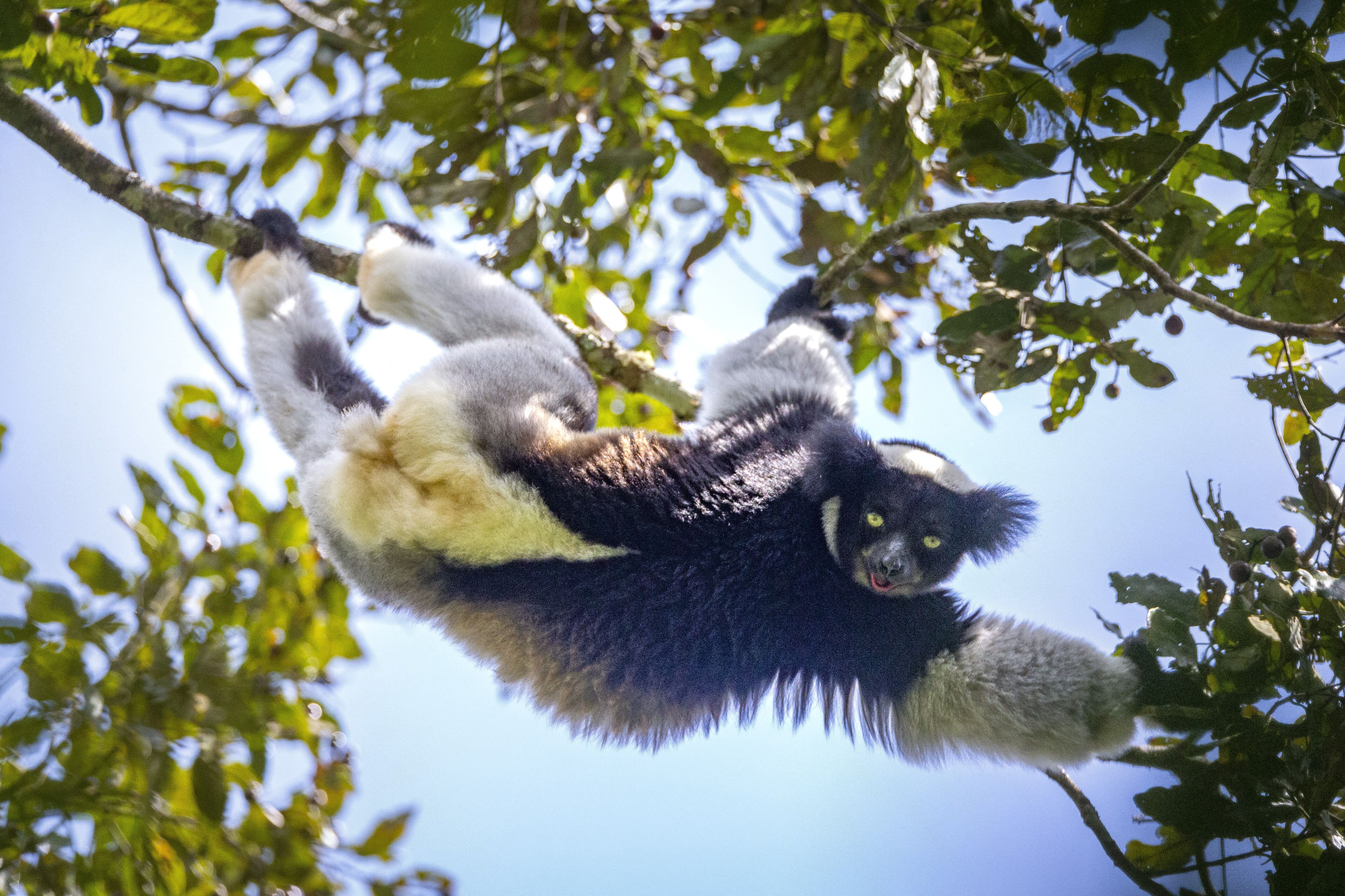 Indri indri a madagaszkári Andasibe-Mantadia Nemzeti Parkban