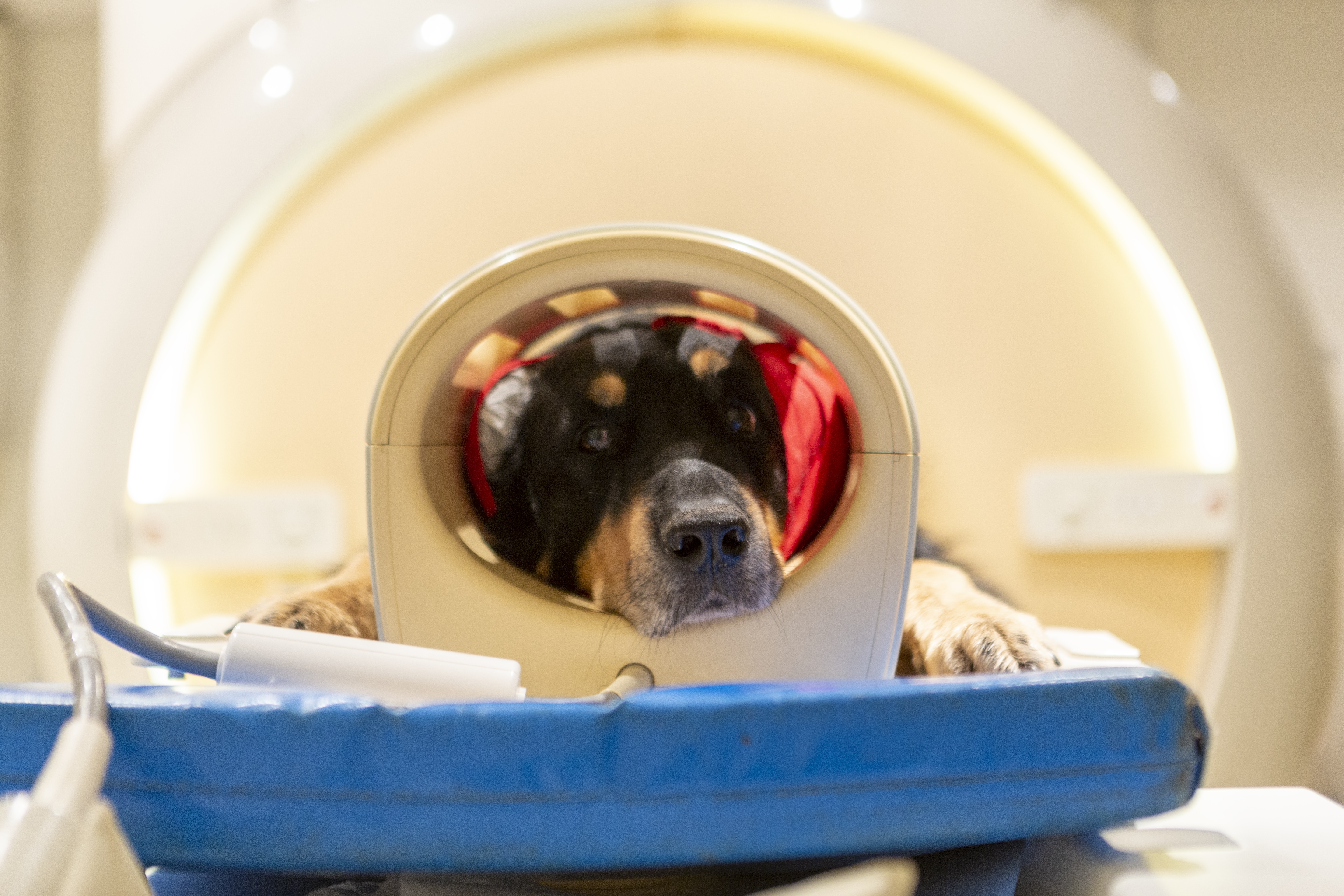 Az ELTE etológusai az agyi aktivitás fMRI-mérésével vizsgálják, hogyan gondolkodnak a kutyák