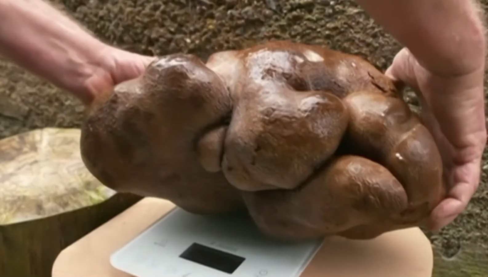 7,8 kilós krumpli nőtt egy új-zélandi kertben