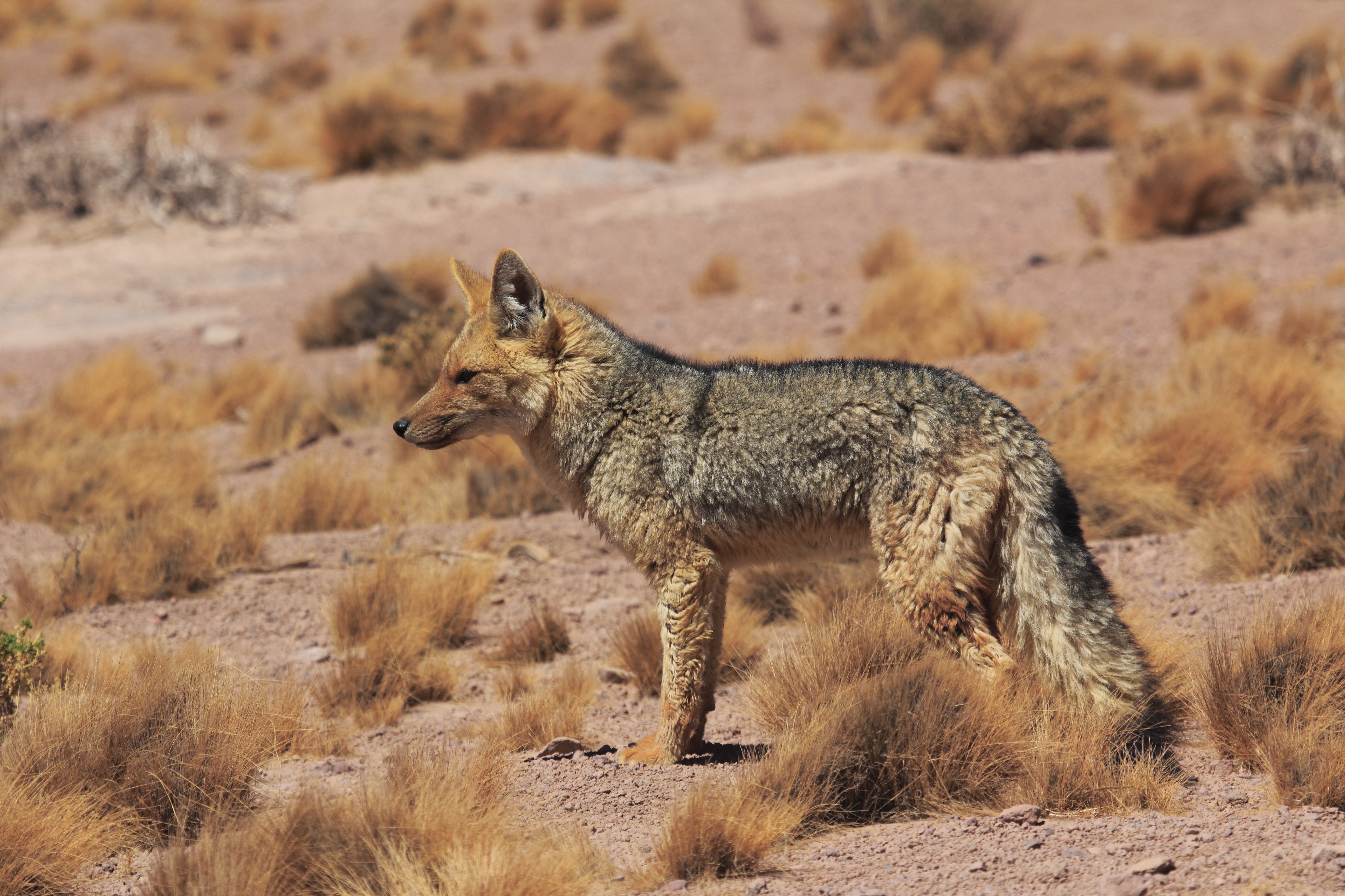 Egy perui család kutyájáról kiderült, hogy valójában róka