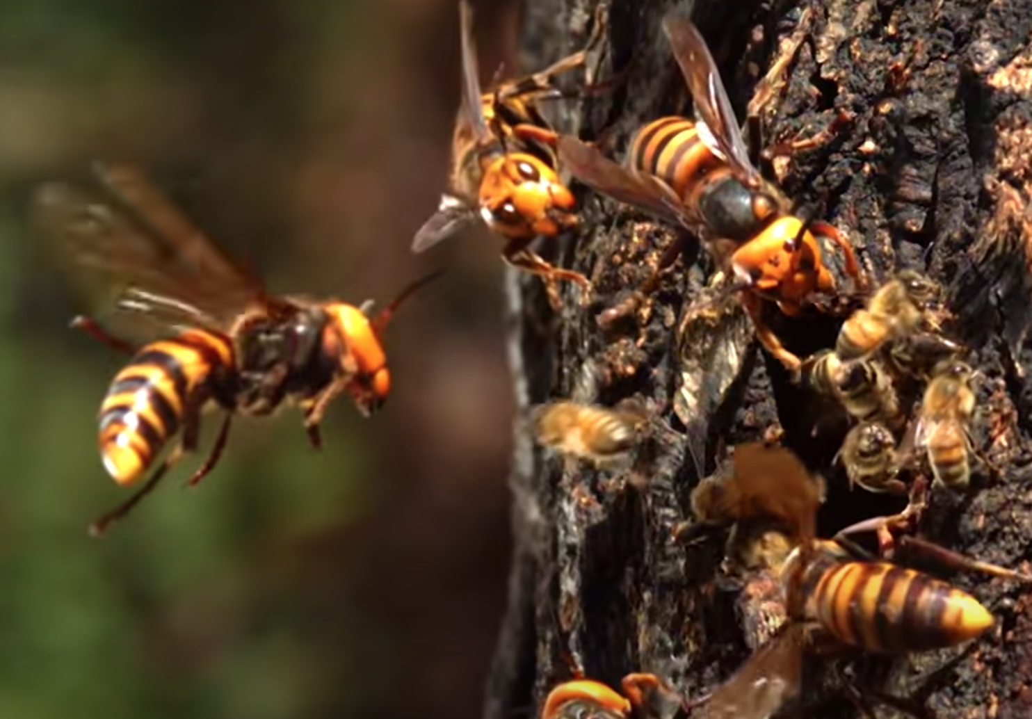 Vérfagyasztó sikolyokkal figyelmeztetik kaptártársaikat a méhek a gyilkos támadásra