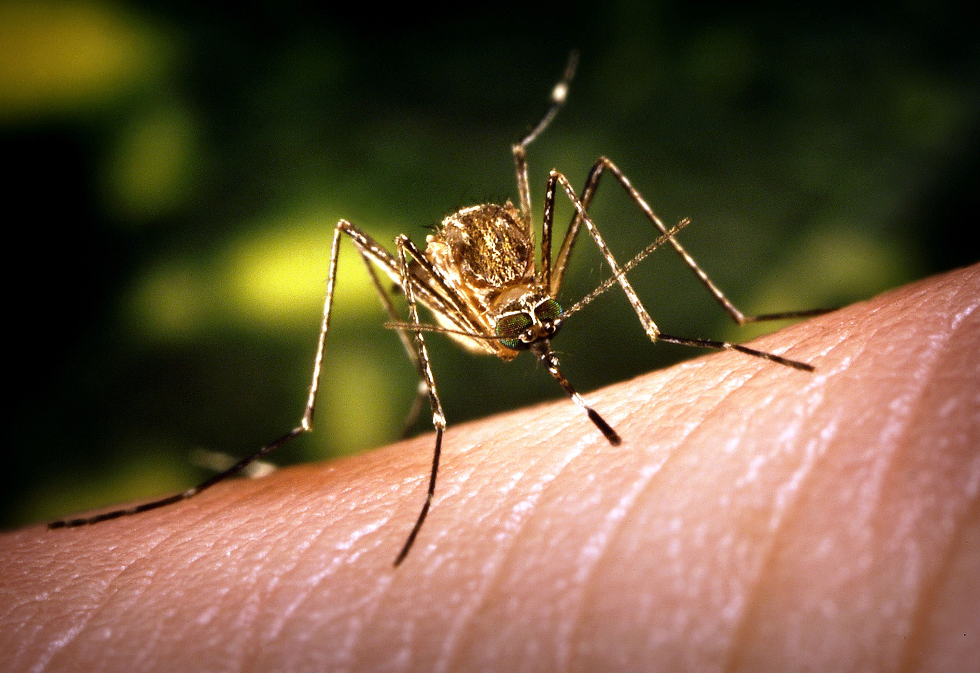Megjelent a nagy klímaatlasz, Magyarországon főleg a szúnyogok által terjesztett vírusoktól lehet tartani