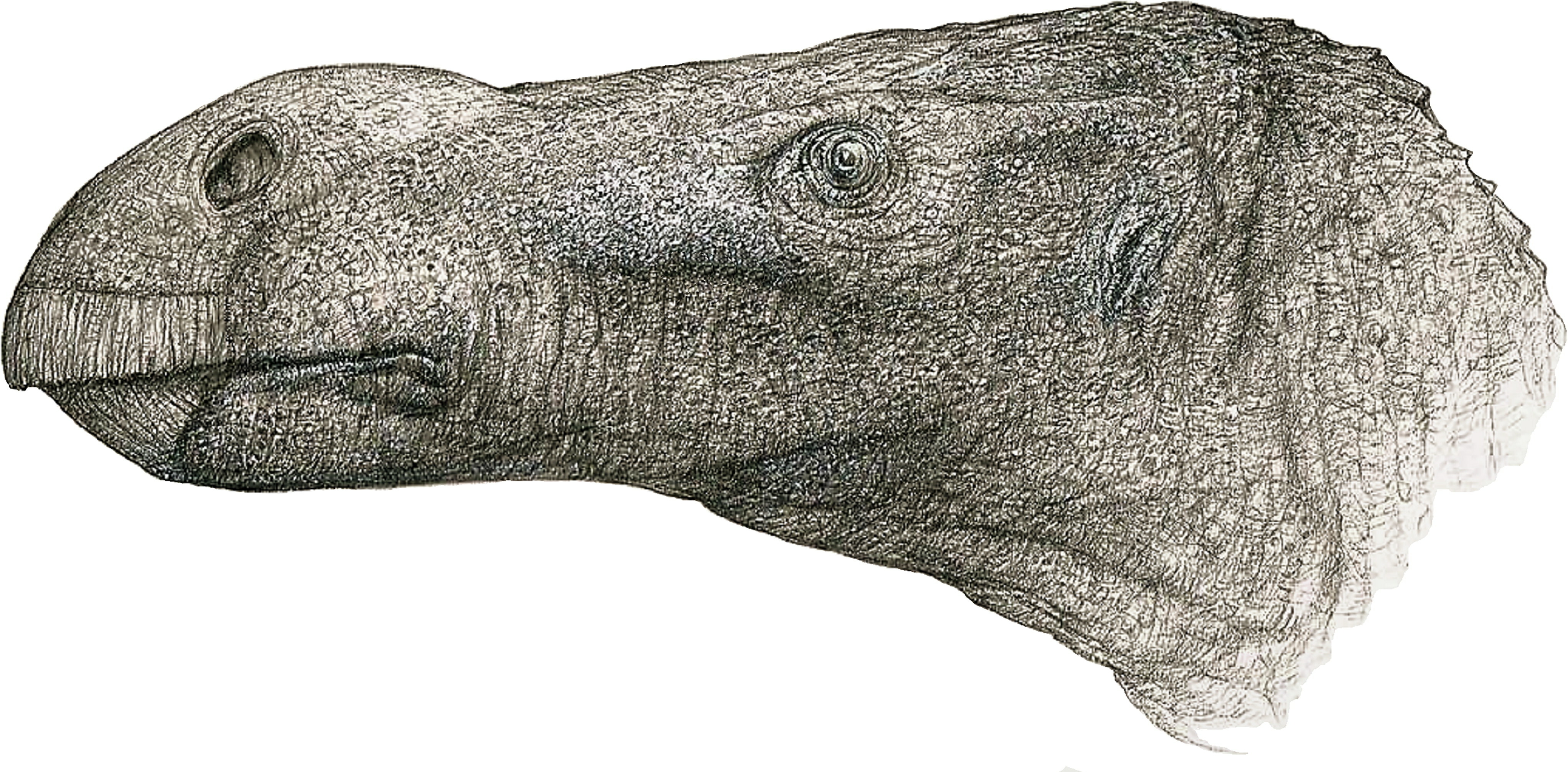 Új dinoszauruszfajt fedeztek fel egy brit múzeumi pincében