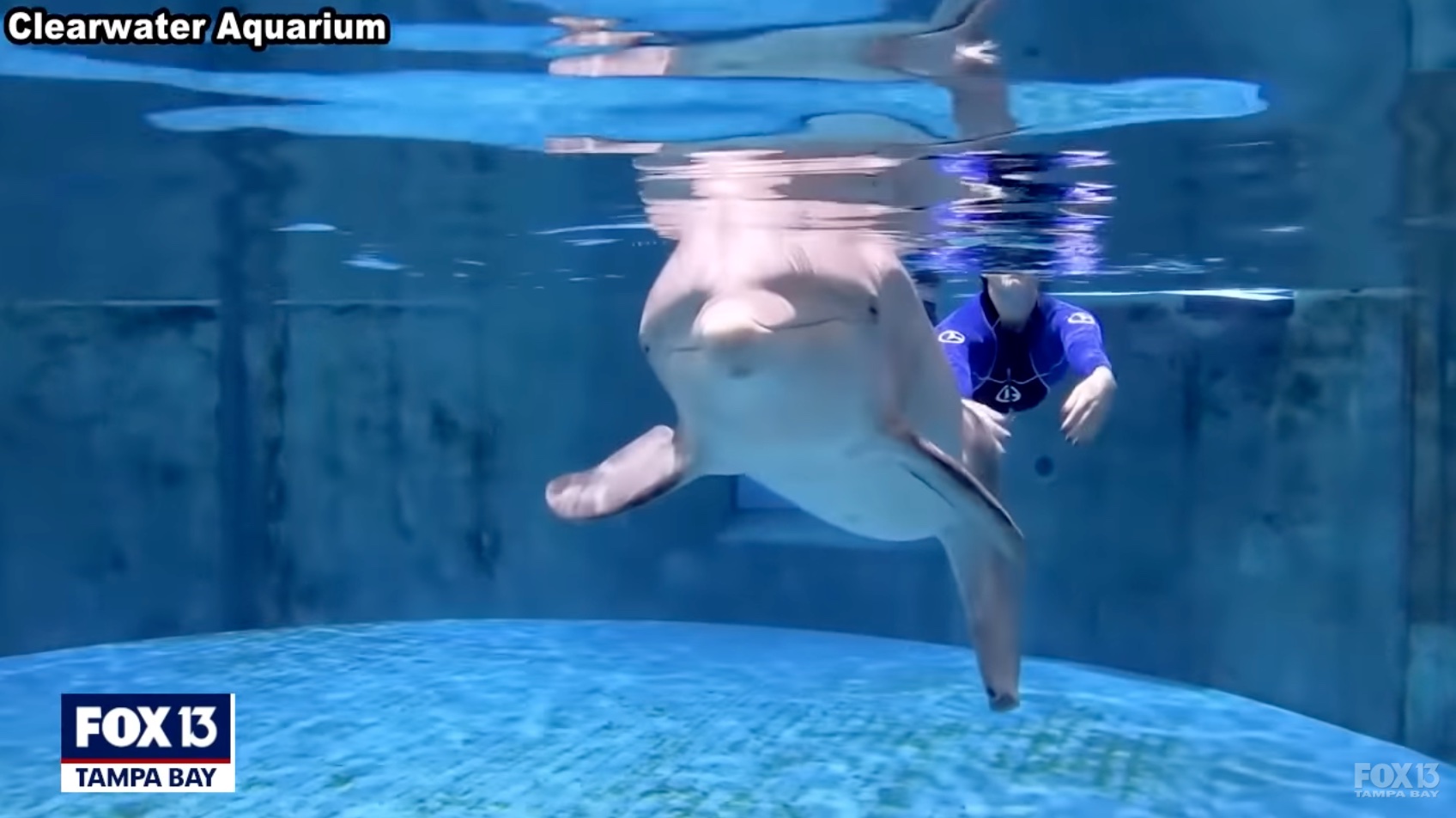 16 éves korában meghalt Winter, a világ leghíresebb művégtaggal élő delfinje