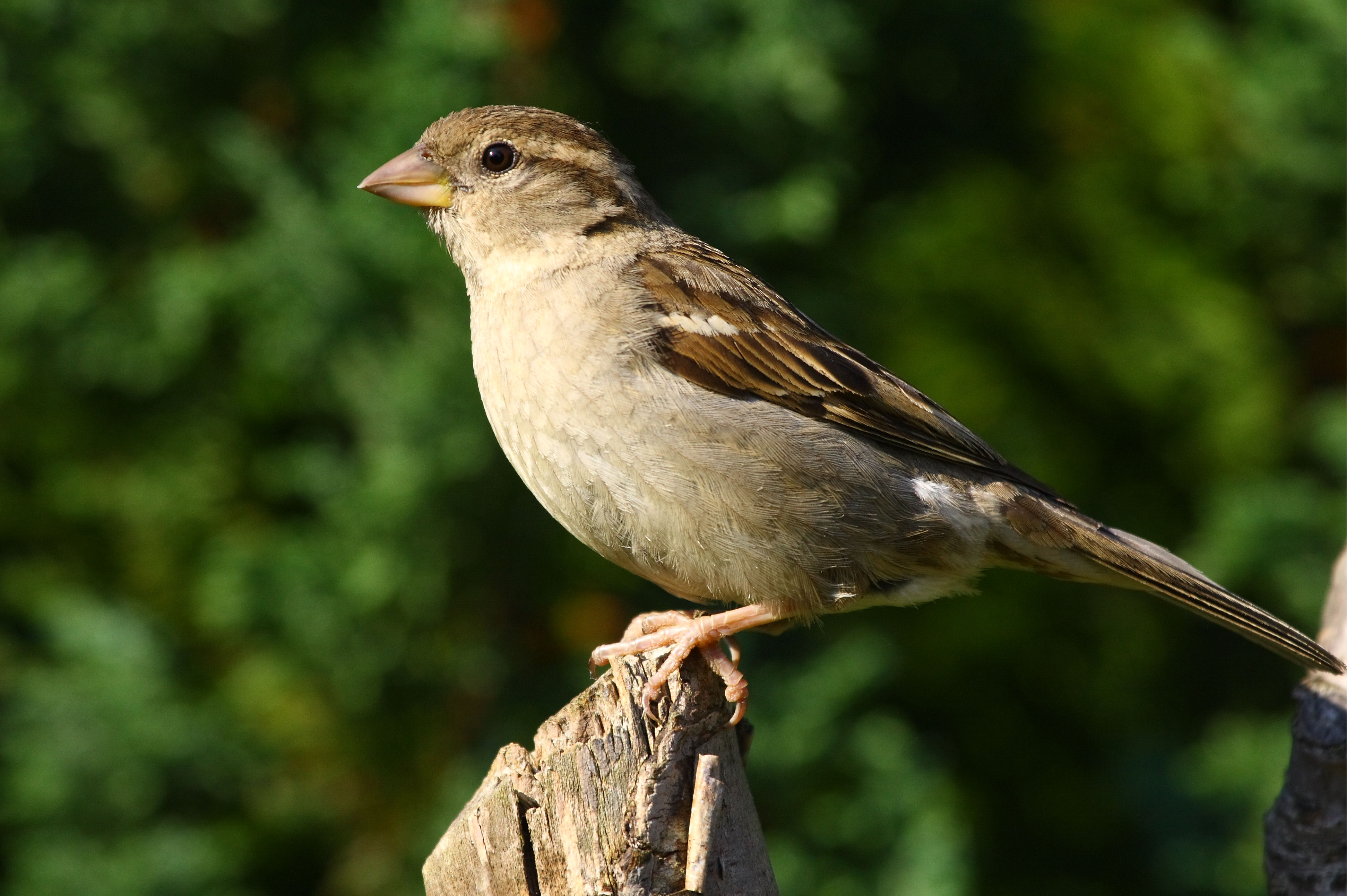 Az európai madarak szaporodását és méretét is drámaian megváltoztatja a felmelegedés