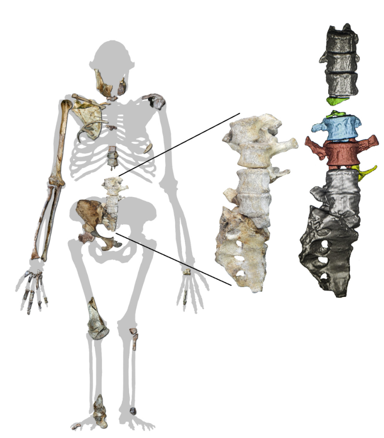 Issa csontvázának megtalált darabjai, jobbra színessel jelölve a bizonyító erejű friss leleteket