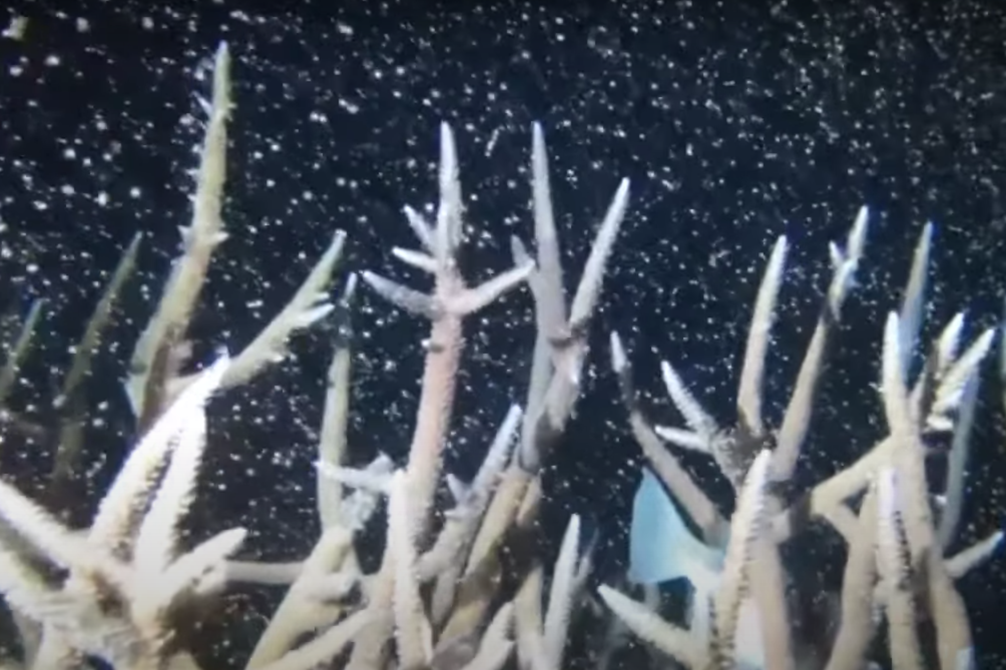 Pajzánkodnak a korallok, az első menet alapján a szakértők optimisták