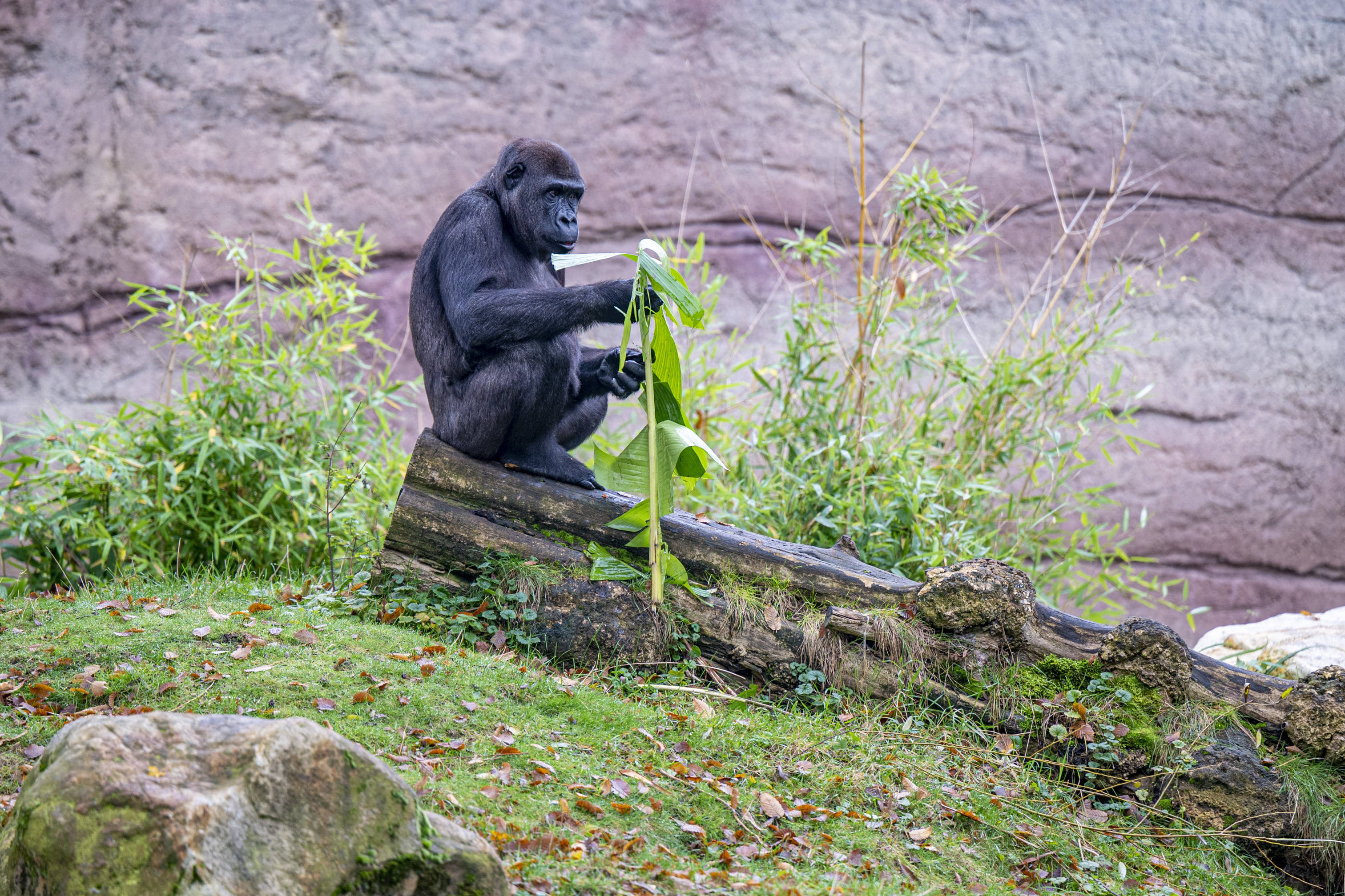 Leölnék az európai állatkertekben tartott hím gorillák egy részét, mert túl sok van belőlük