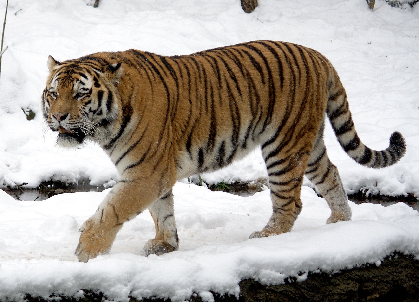 Orvvadászok meggyilkoltak egy amuri tigrist a Tengermelléki határterületen