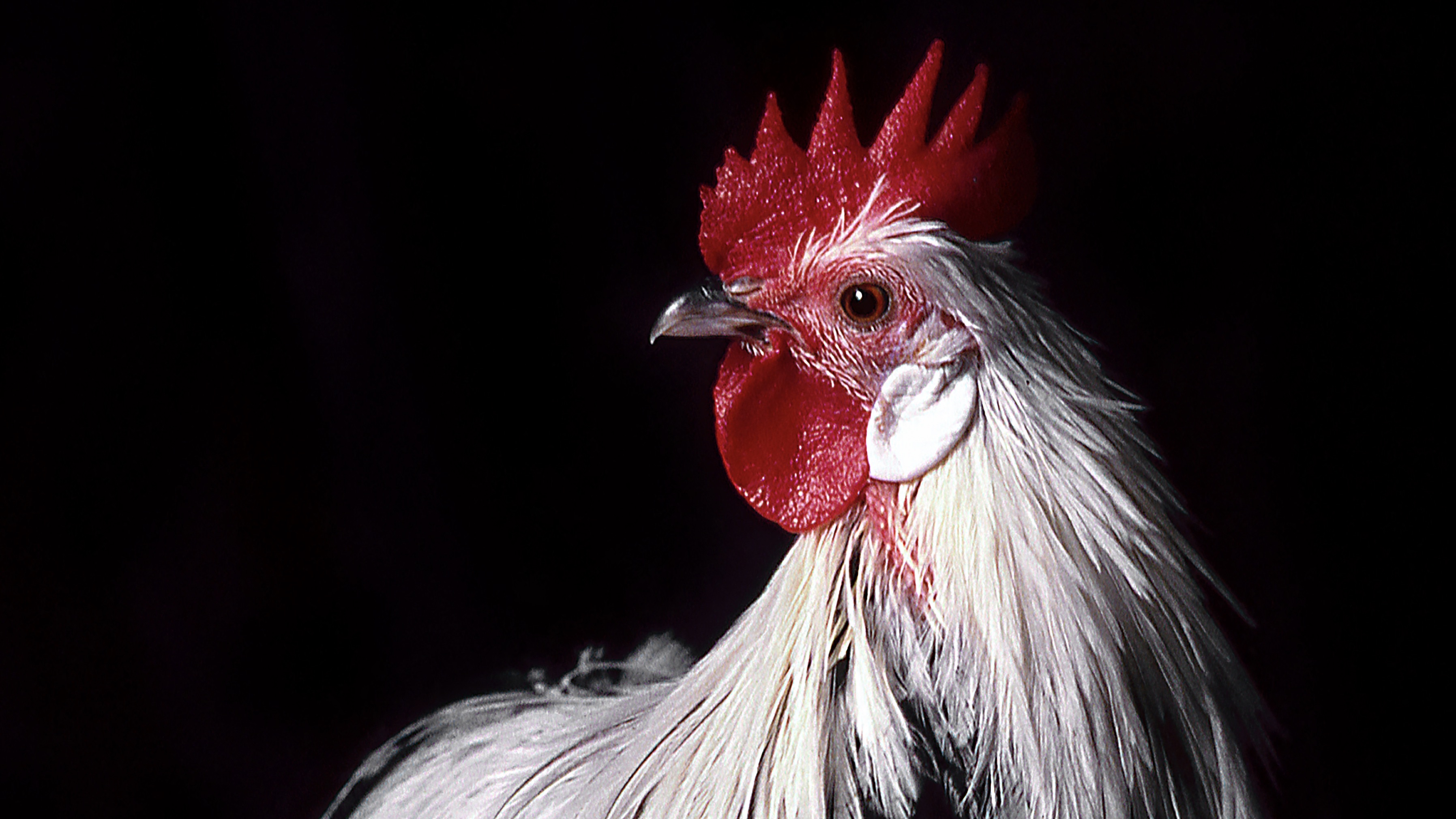 Génkezelt csirkeembriók hozhatják el az állatjóléti Nirvánát a Brit-szigetekre