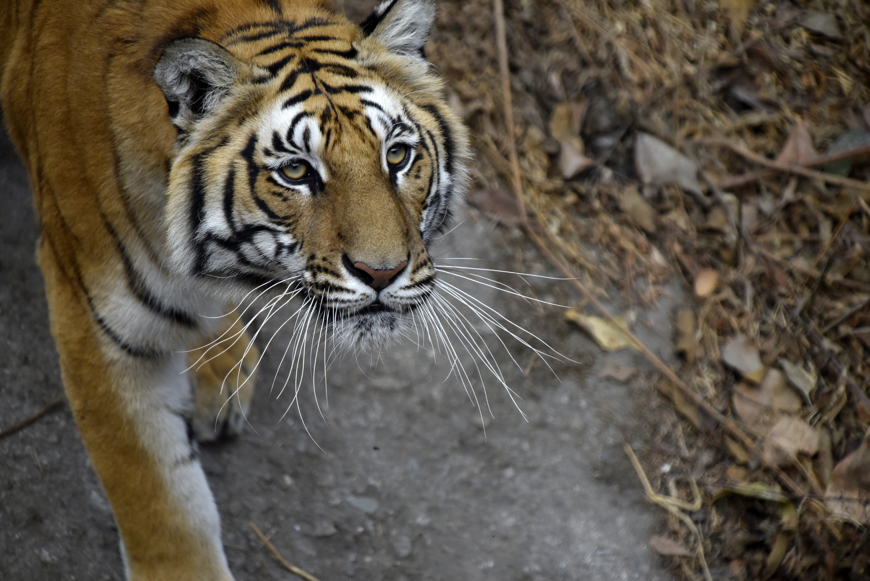 Megszámolják a tigriseket Nepálban